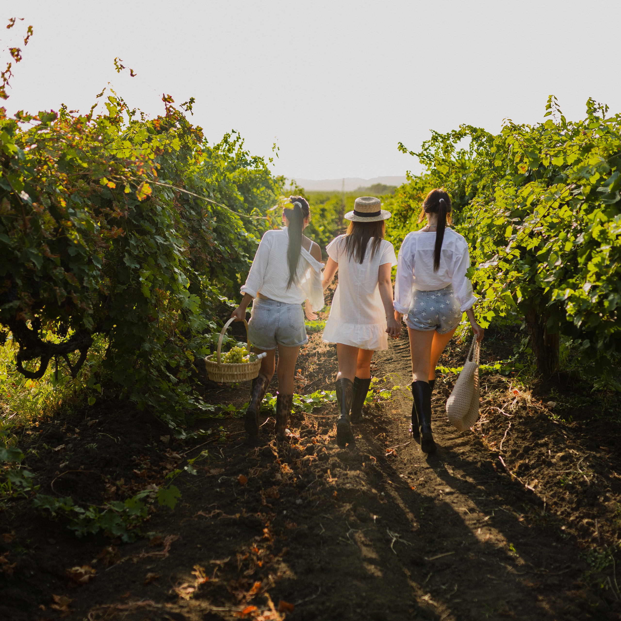 История в виноградниках