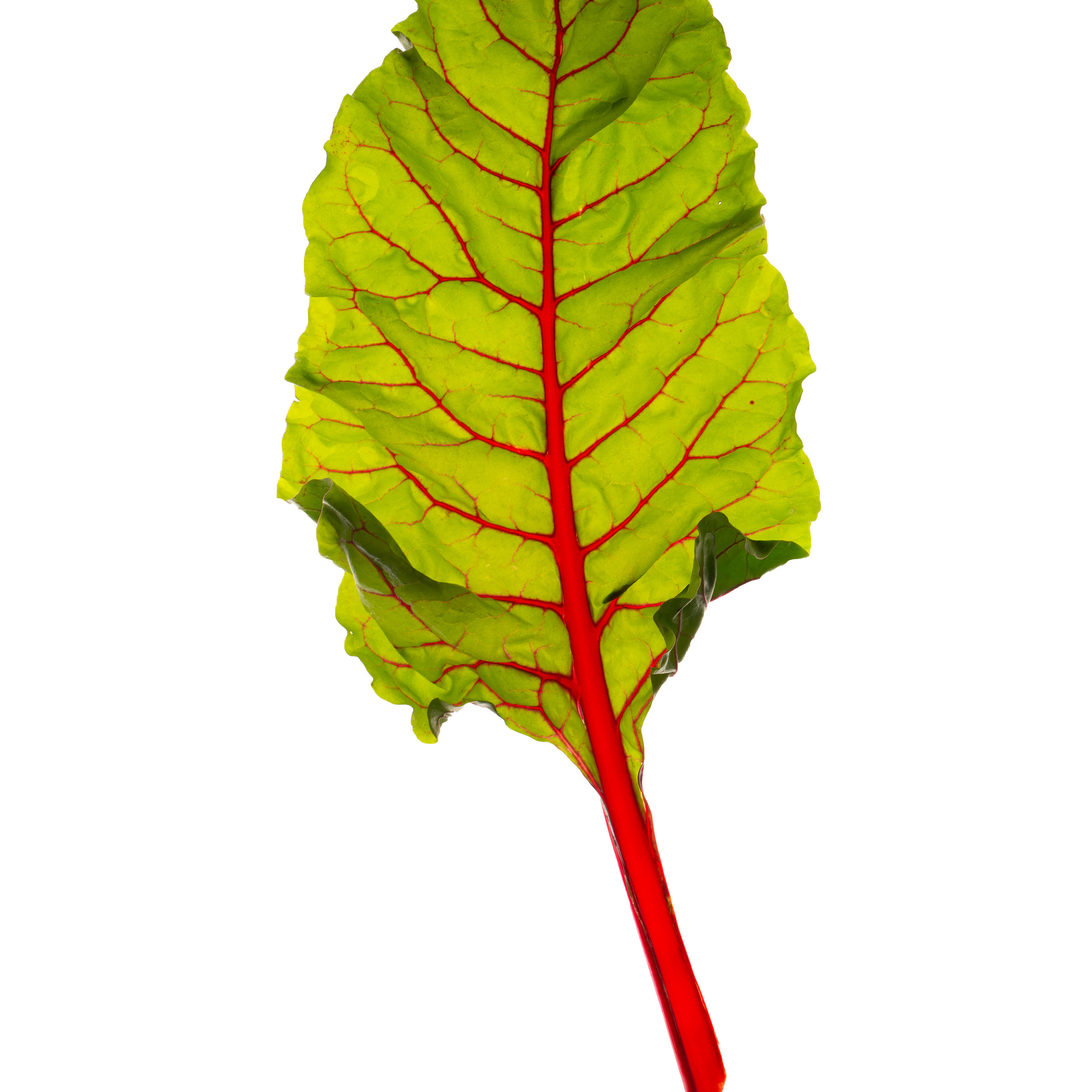 На белом фоне