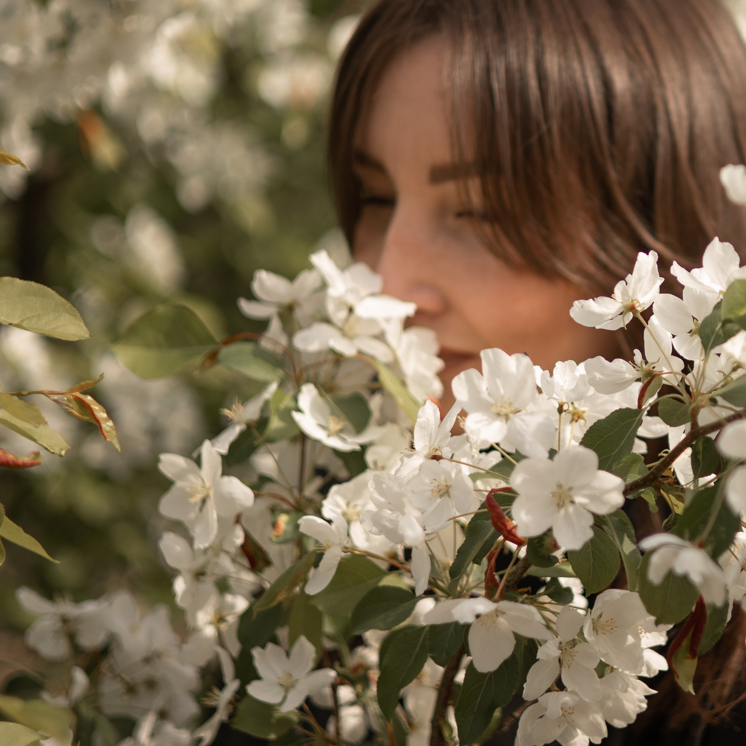 в цветущих яблонях