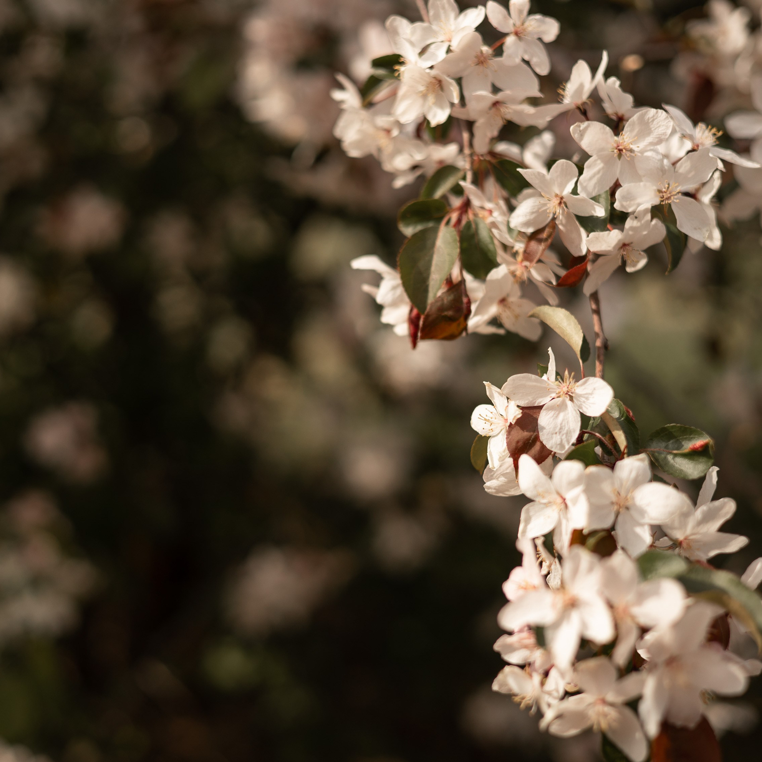 В цветущих яблонях. Фотограф в Тюмени Вера Ильинова