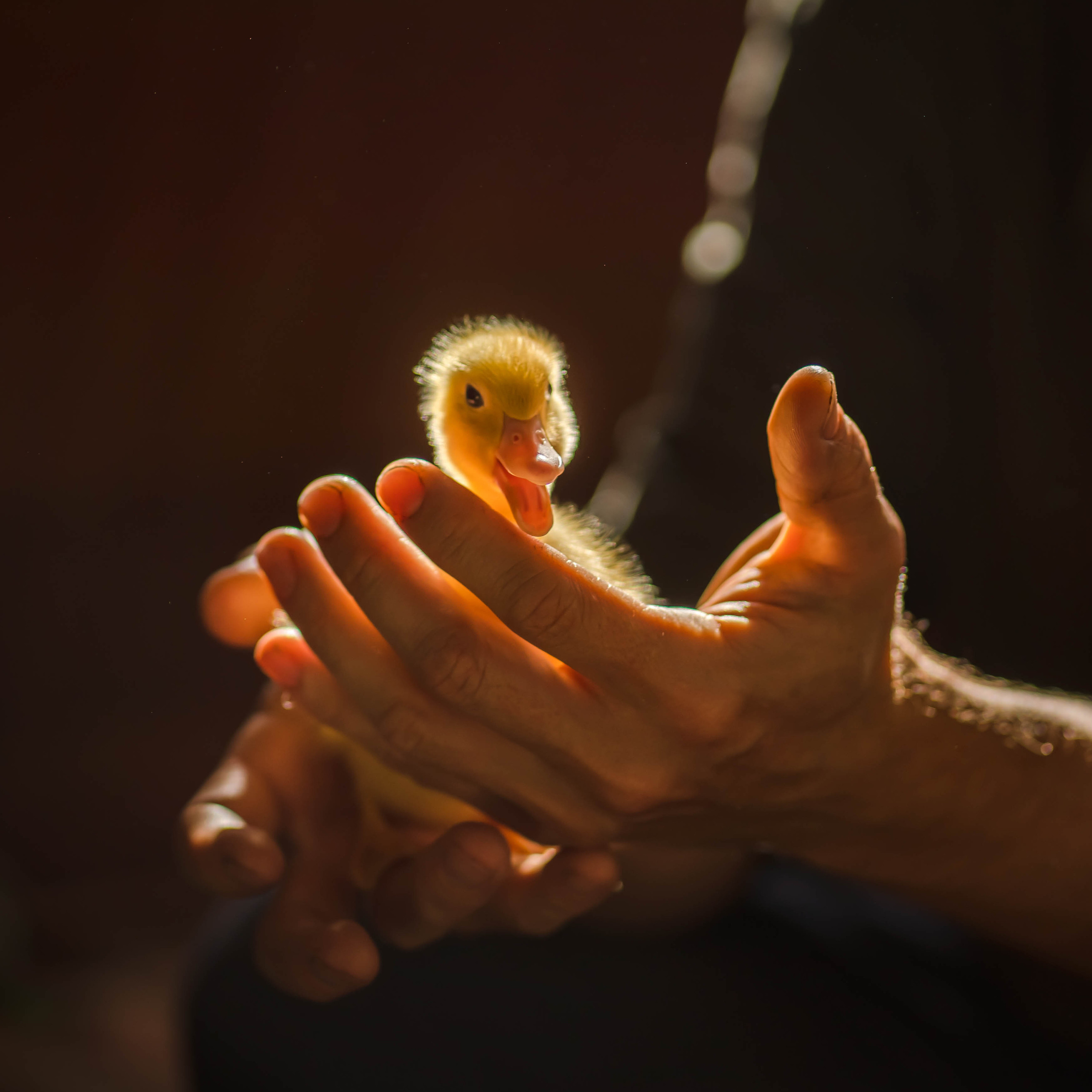 Svetlana Korneliuk, photographer Yekaterinburg