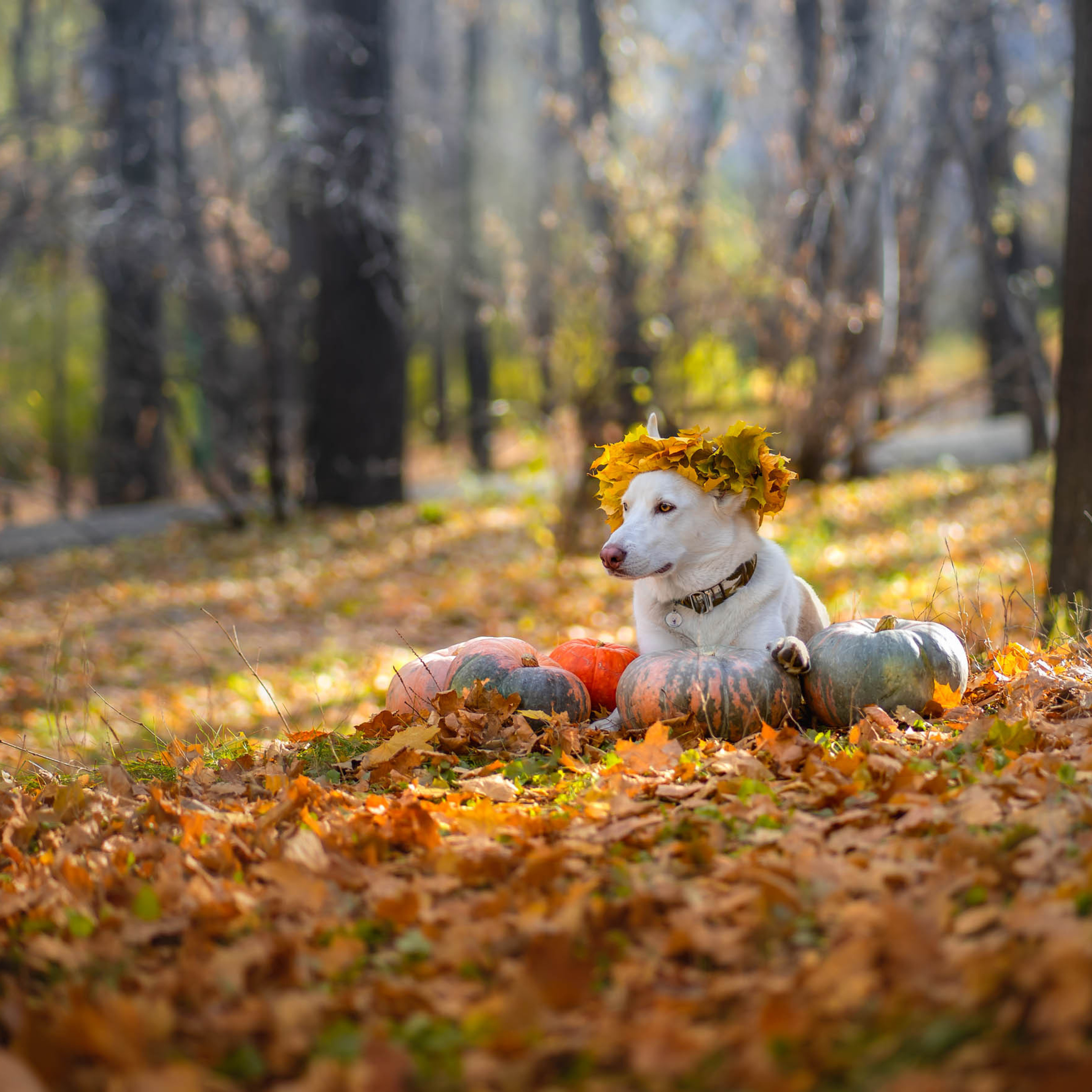 Svetlana Korneliuk, photographer Yekaterinburg
