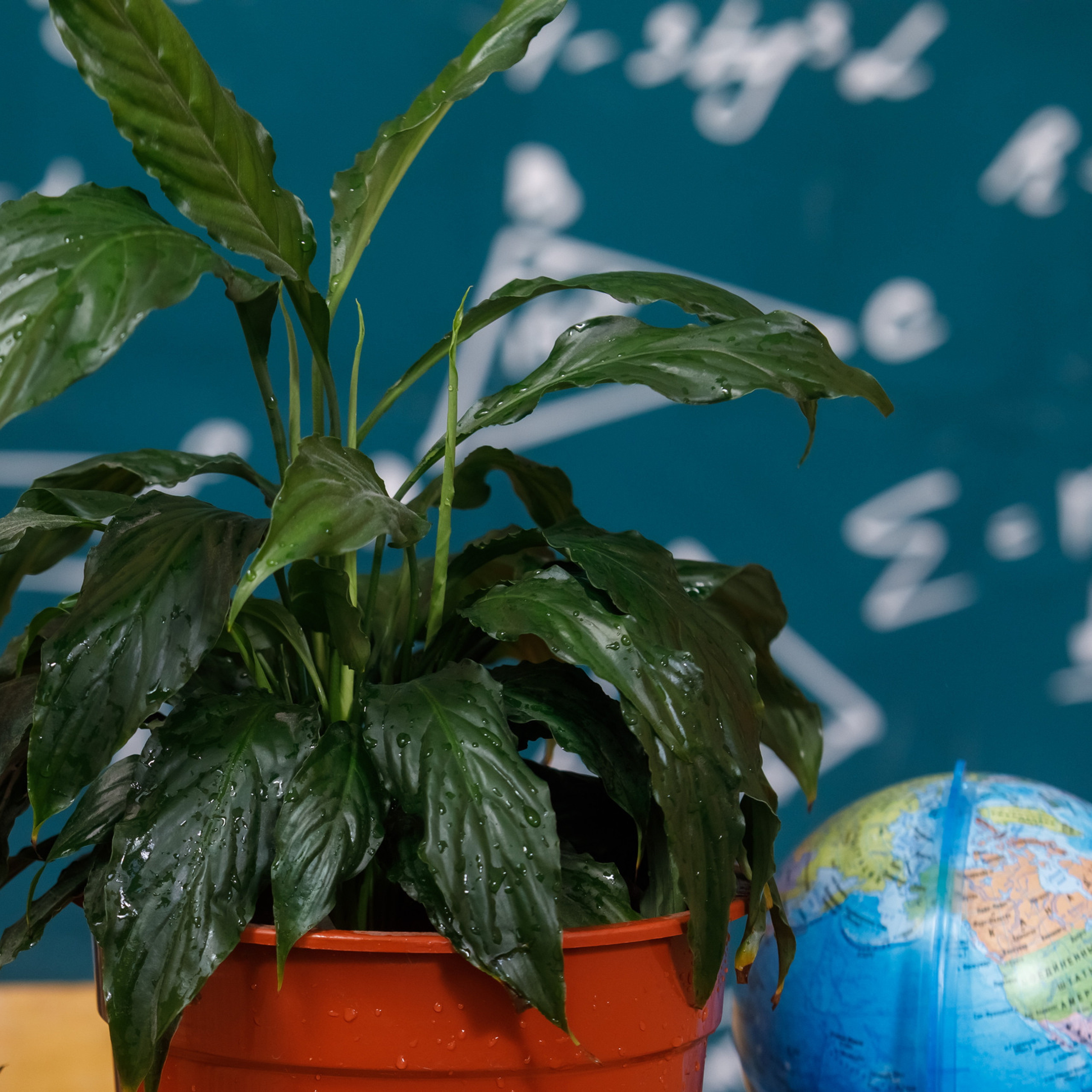 Отзывы. Детский фотограф в Барнауле Ирина Шевчук