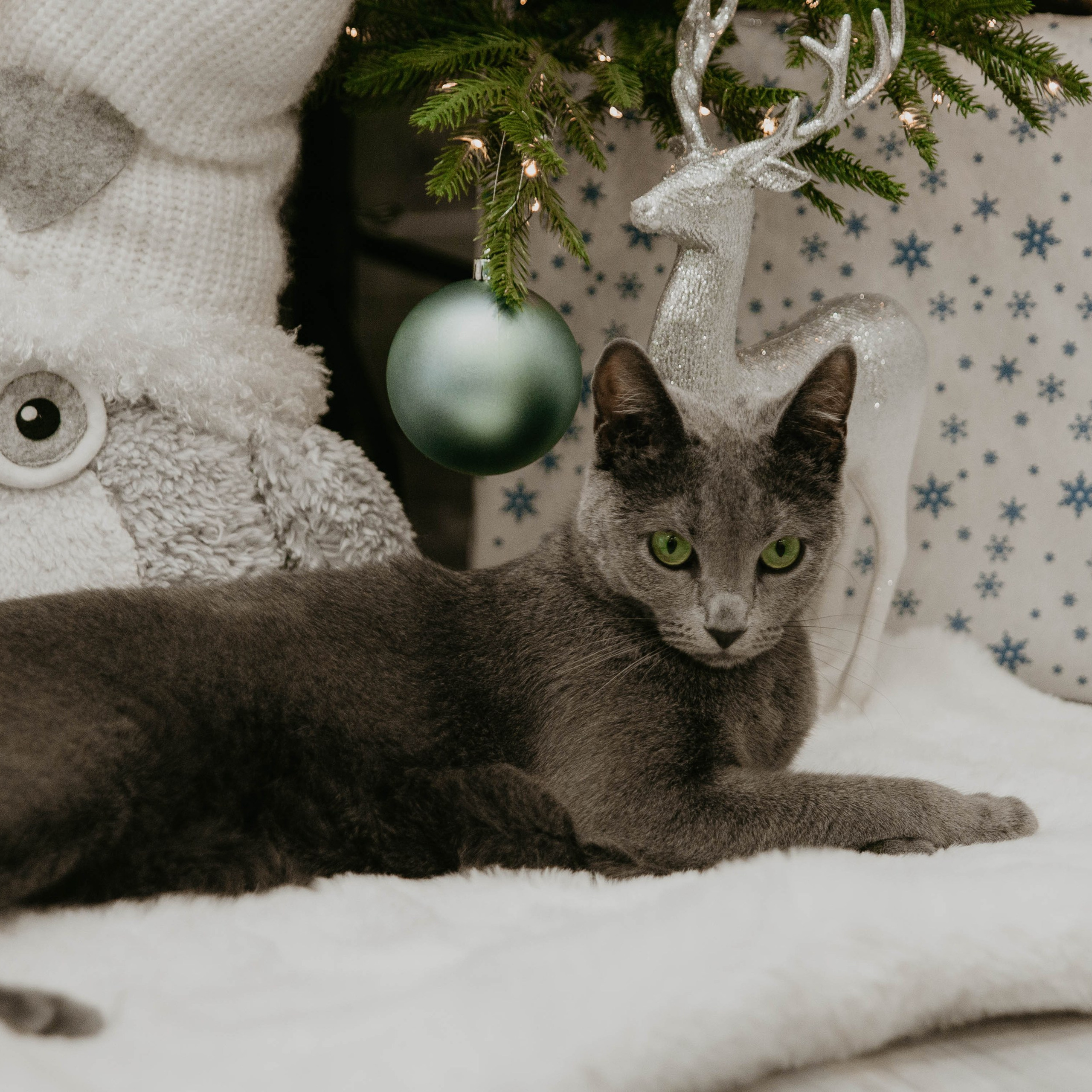 Домашняя семейная. Фотограф Краснодар