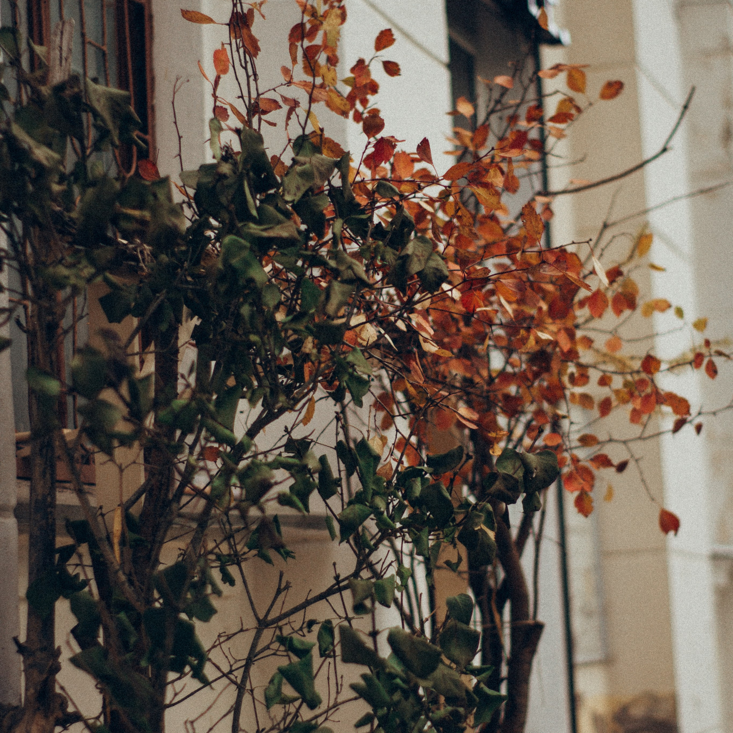 Отзывы. Ph Volova