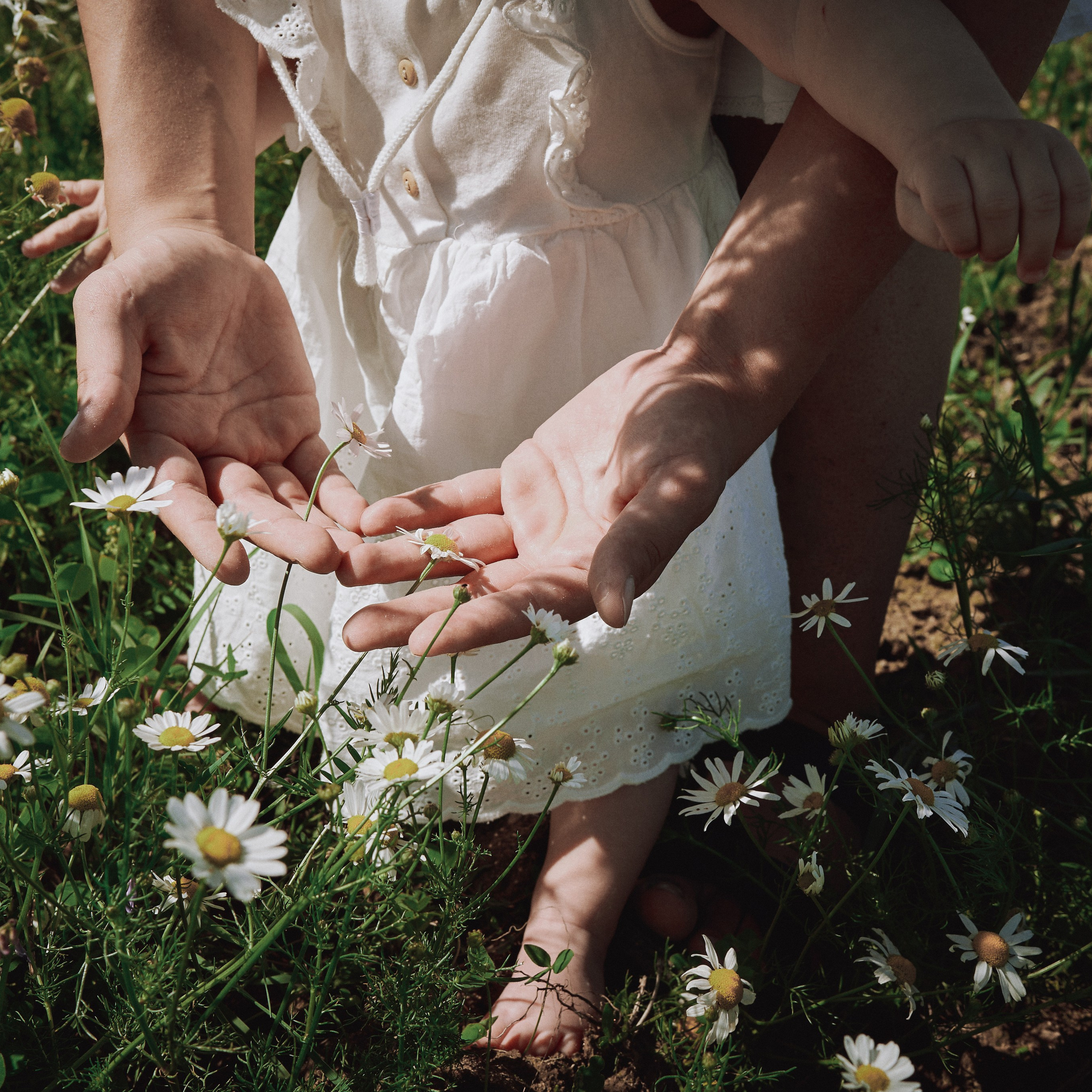 Поле с&nbsp;ромашками