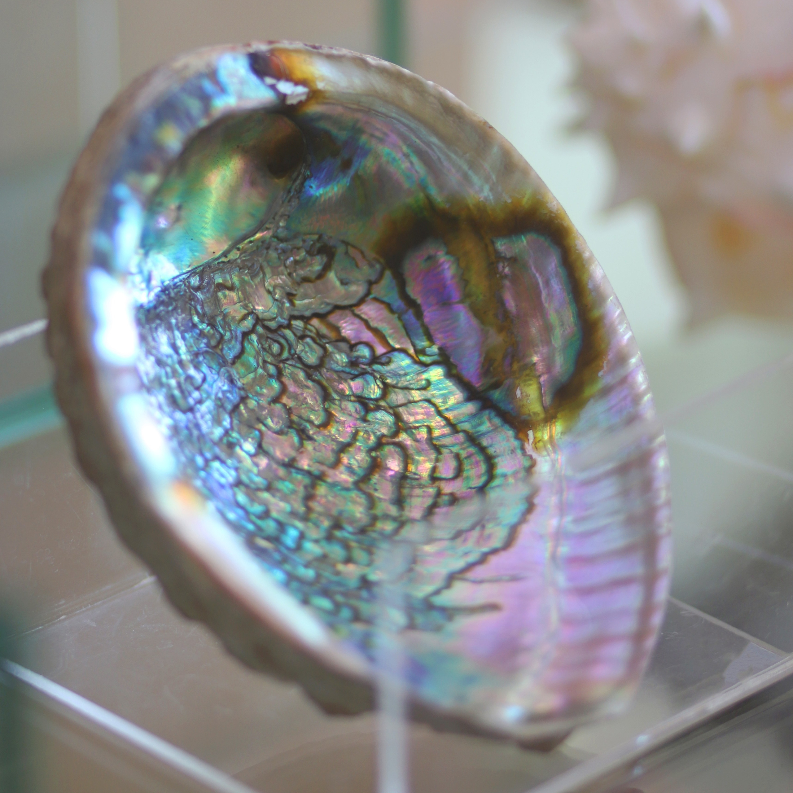 Морской калейдоскоп