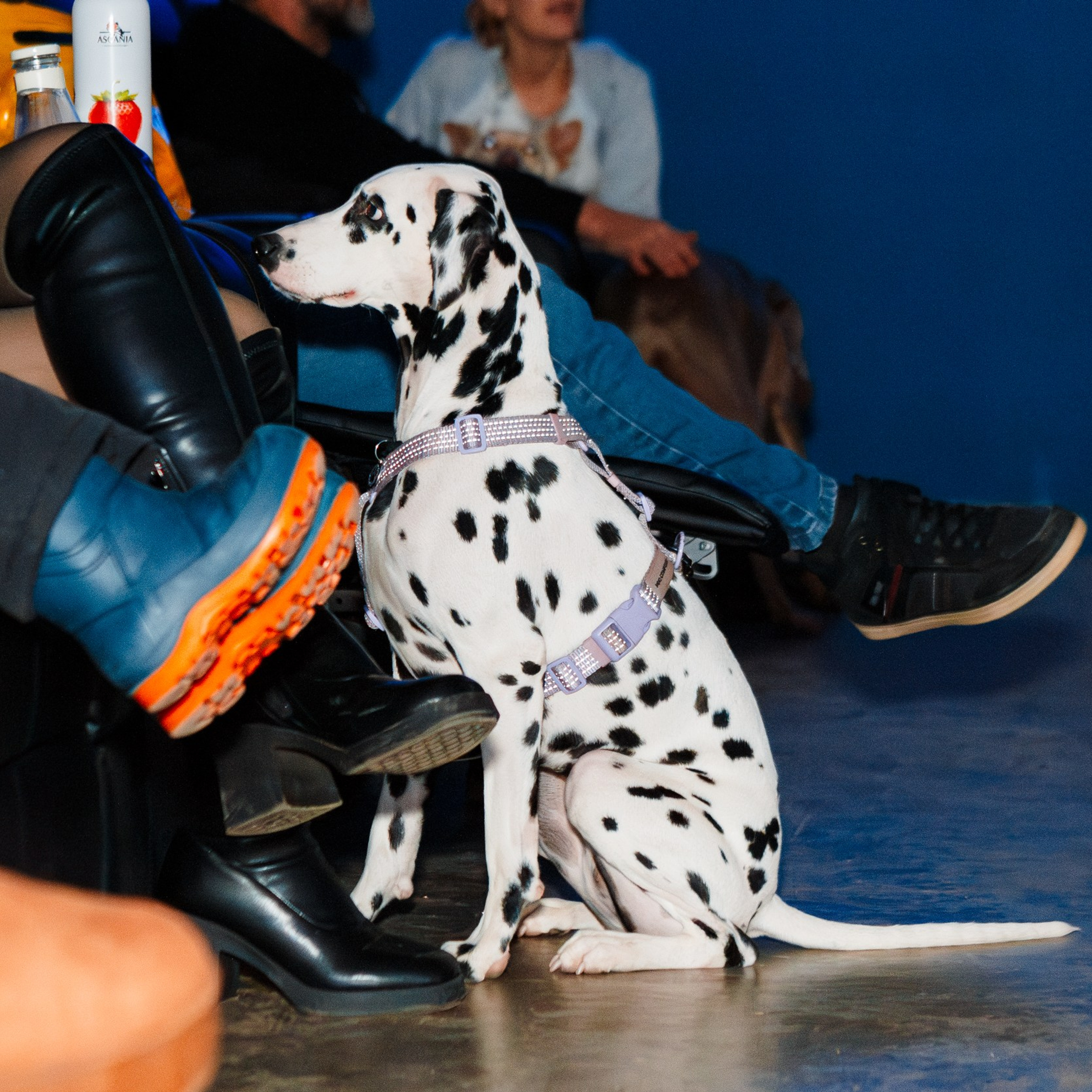 Dog-friendly киновечер от ФлагманВет