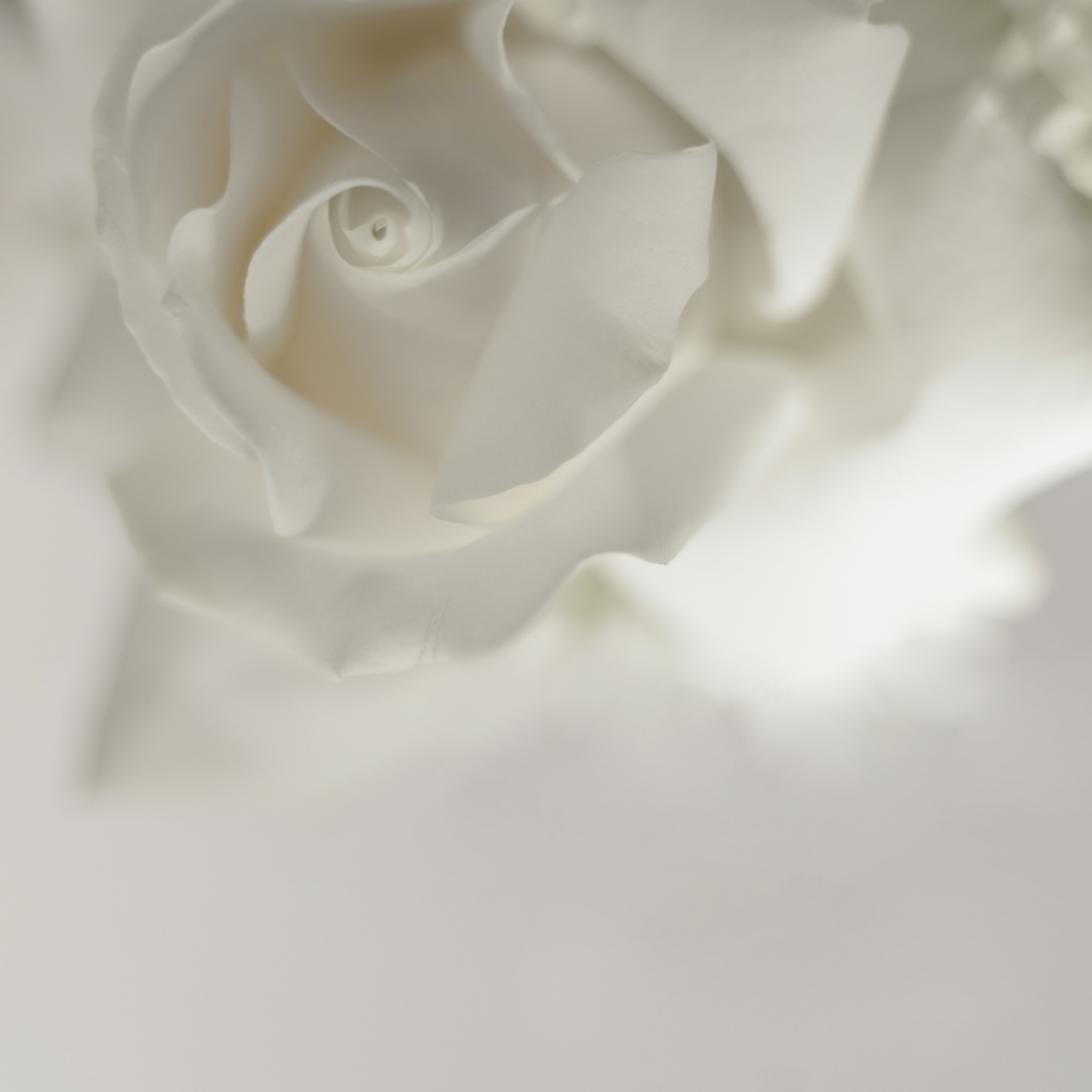 Отзывы. Свадебный фотограф Елизавета Поротикова