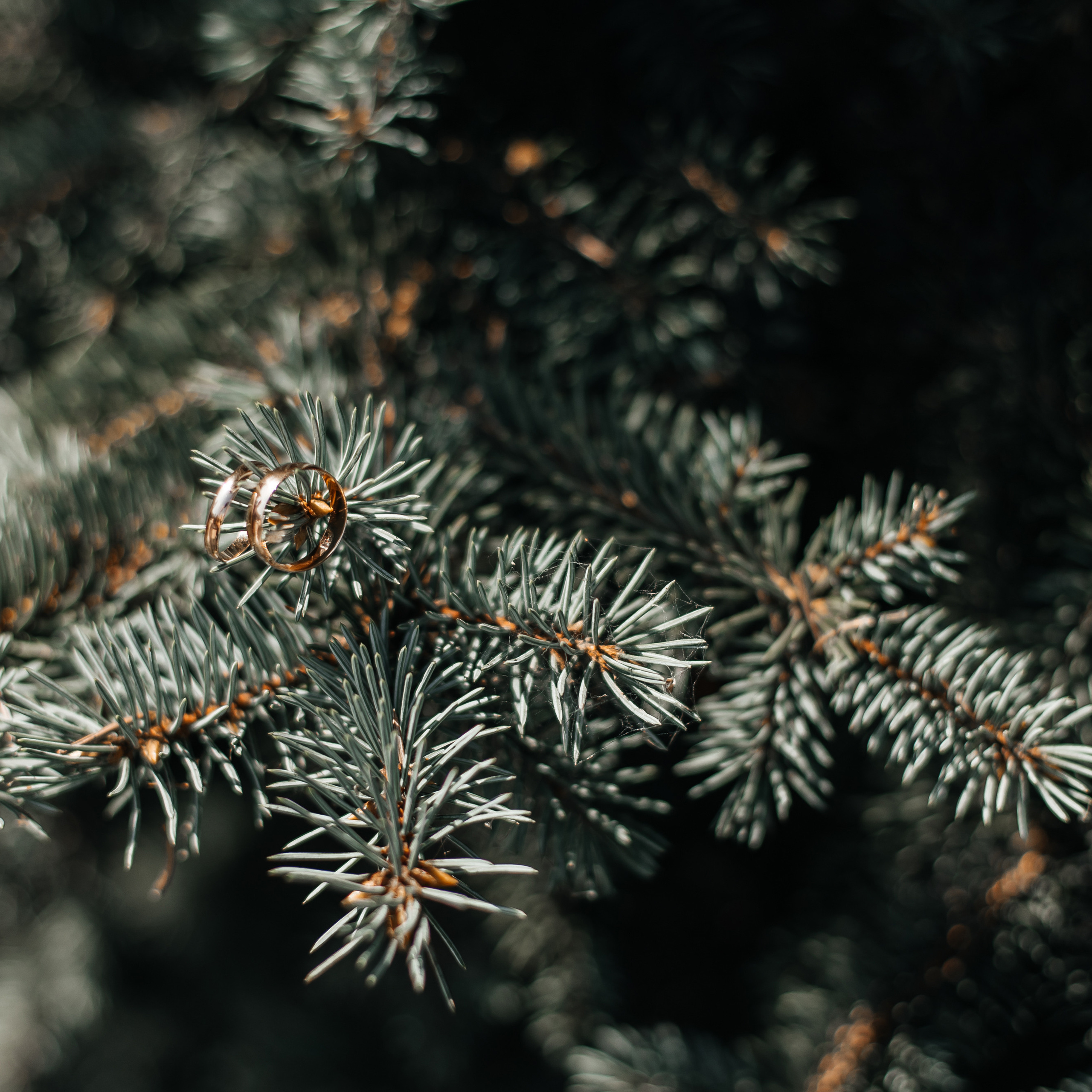 Отзывы. Фотограф Елена Краснопевцева