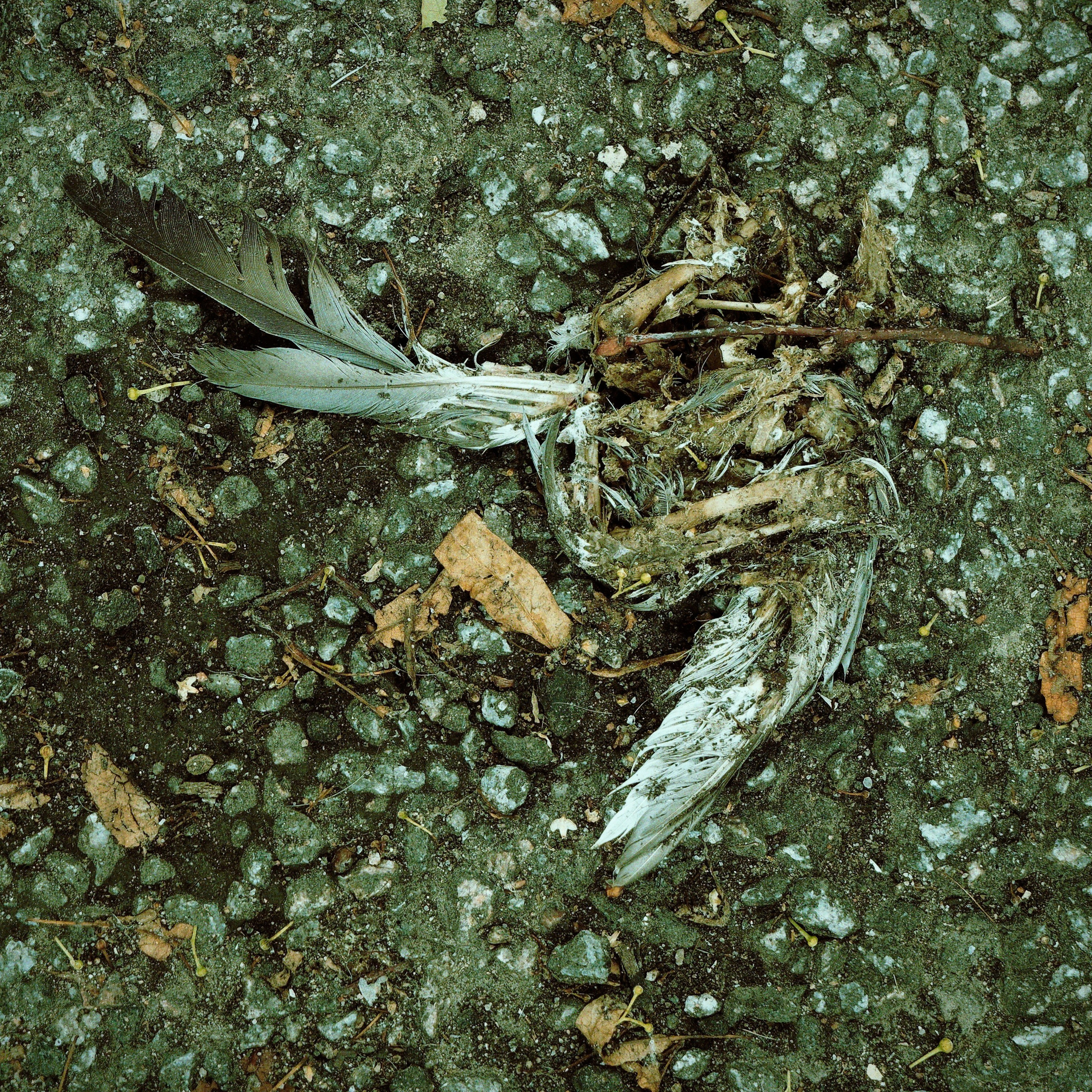 💀 ОБРАТНАЯ СТОРОНА 💀. Роман Ходырев — художник, фотограф, музыкант, эзотериолог. Санкт-Петербург, Рига