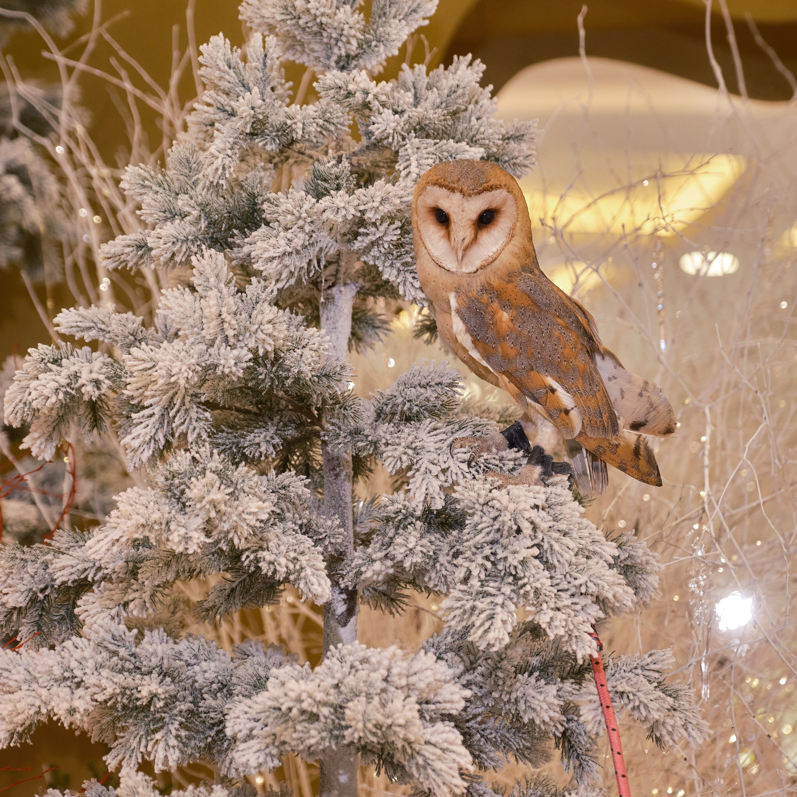 «Театр Цветов»