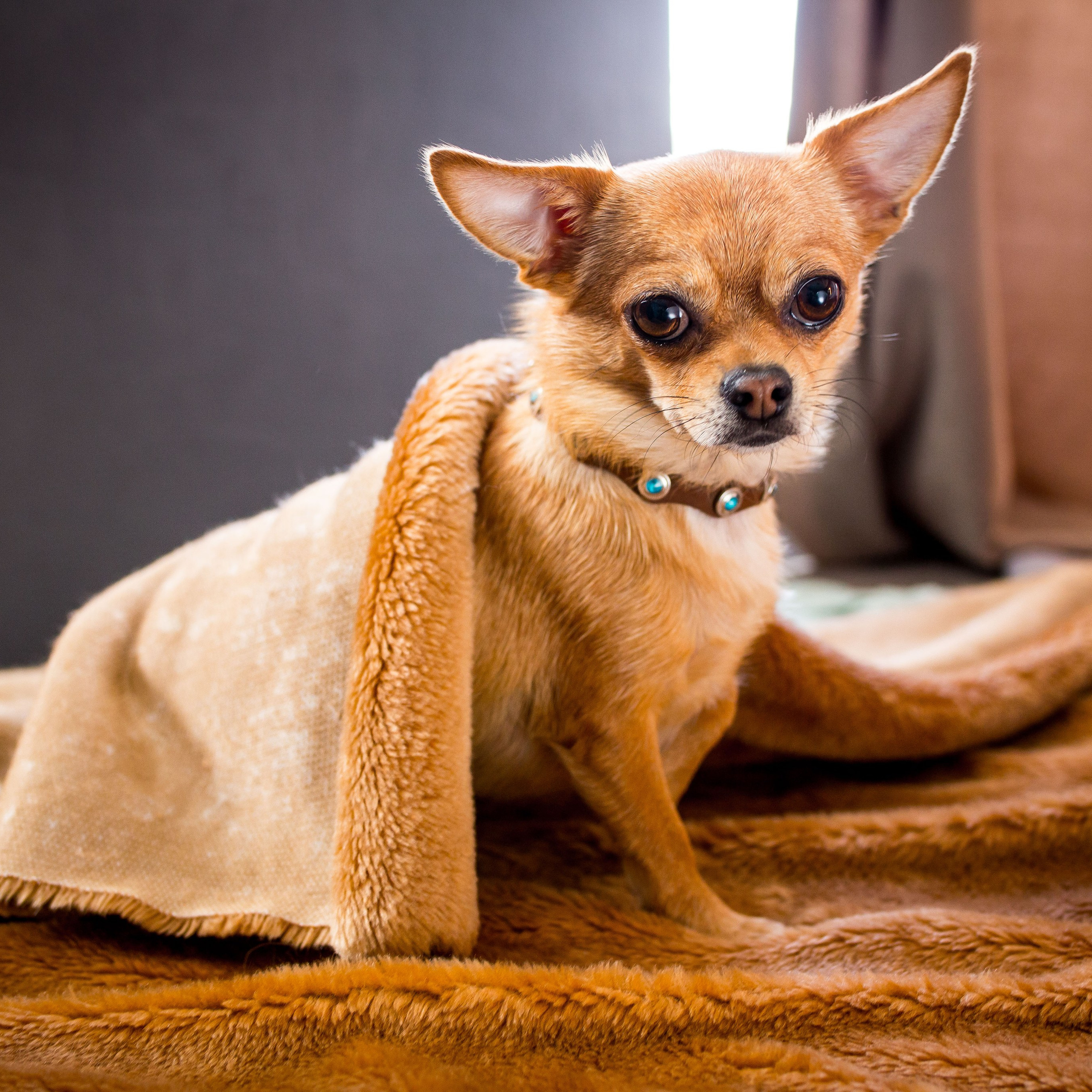 СЕМЕЙНЫЕ ФОТОСЕССИИ. Творческая студия АЛНИфото