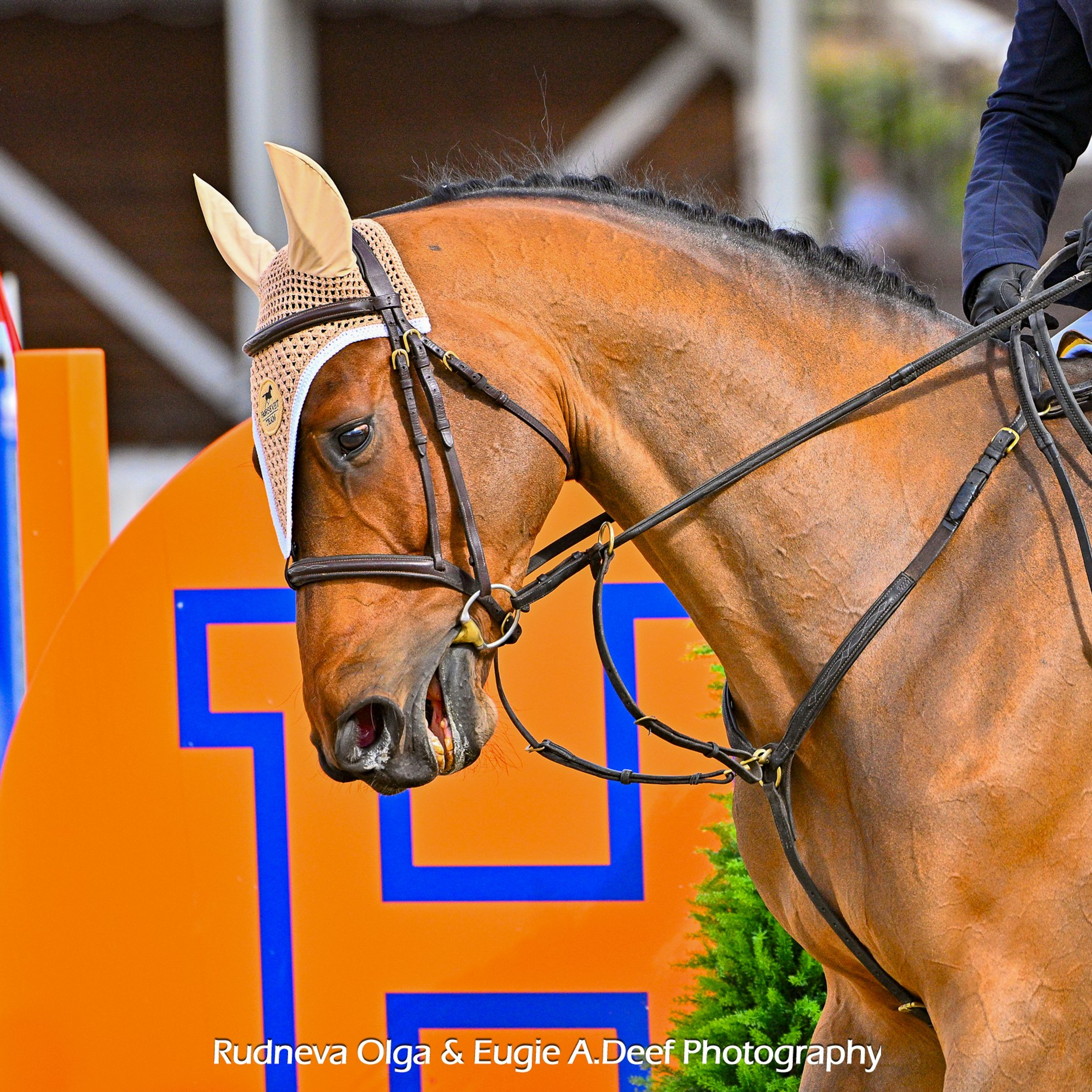 КСК «HORSEKA» Конкур «Кубок «HORSEKA"1 этап (1день) (1)