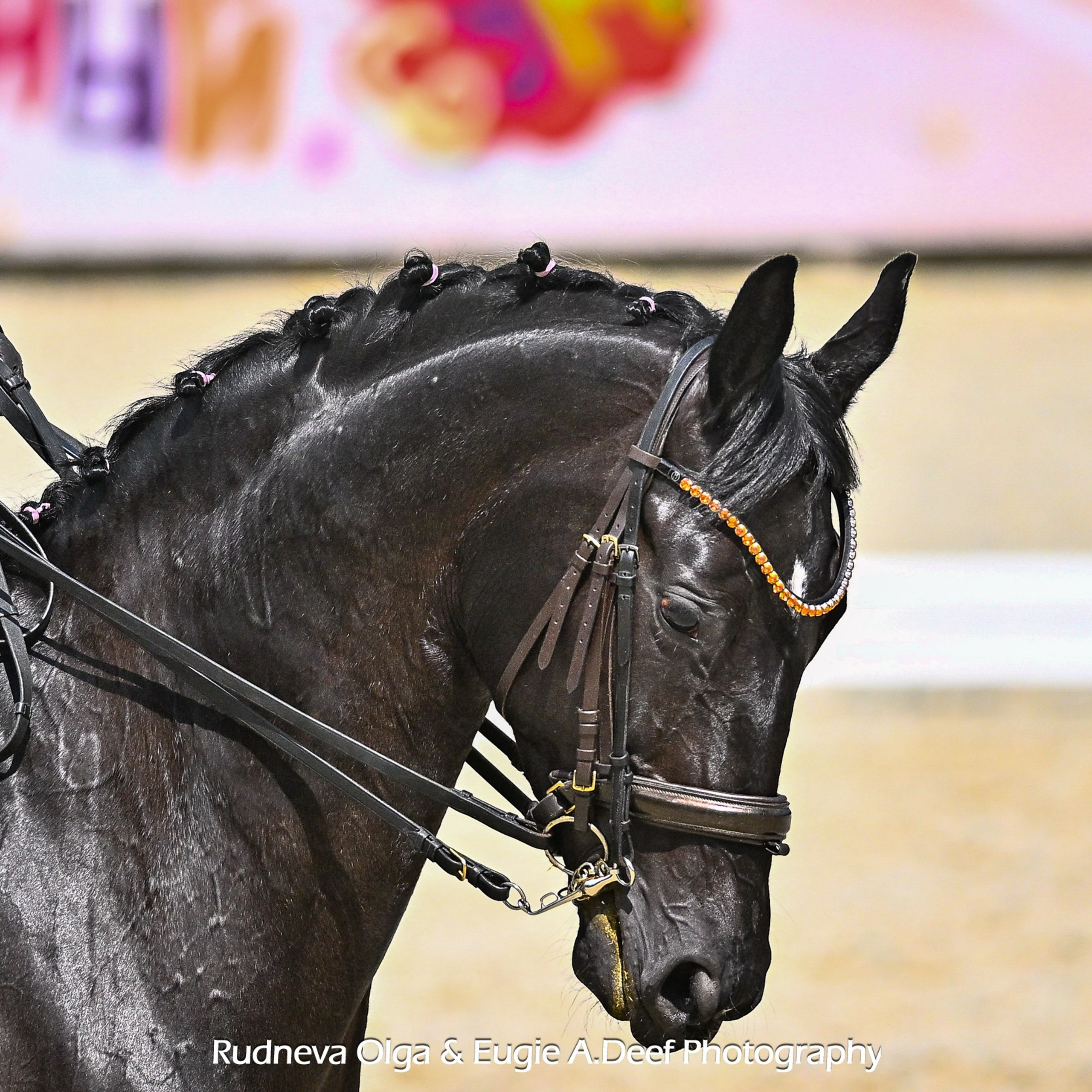 2025.05.15_КСК «ВИВАТ РОССИЯ», ПЕРВЕНСТВО МОСКОВСКОЙ ОБЛАСТИ ПО ВЫЕЗДКЕ (1)