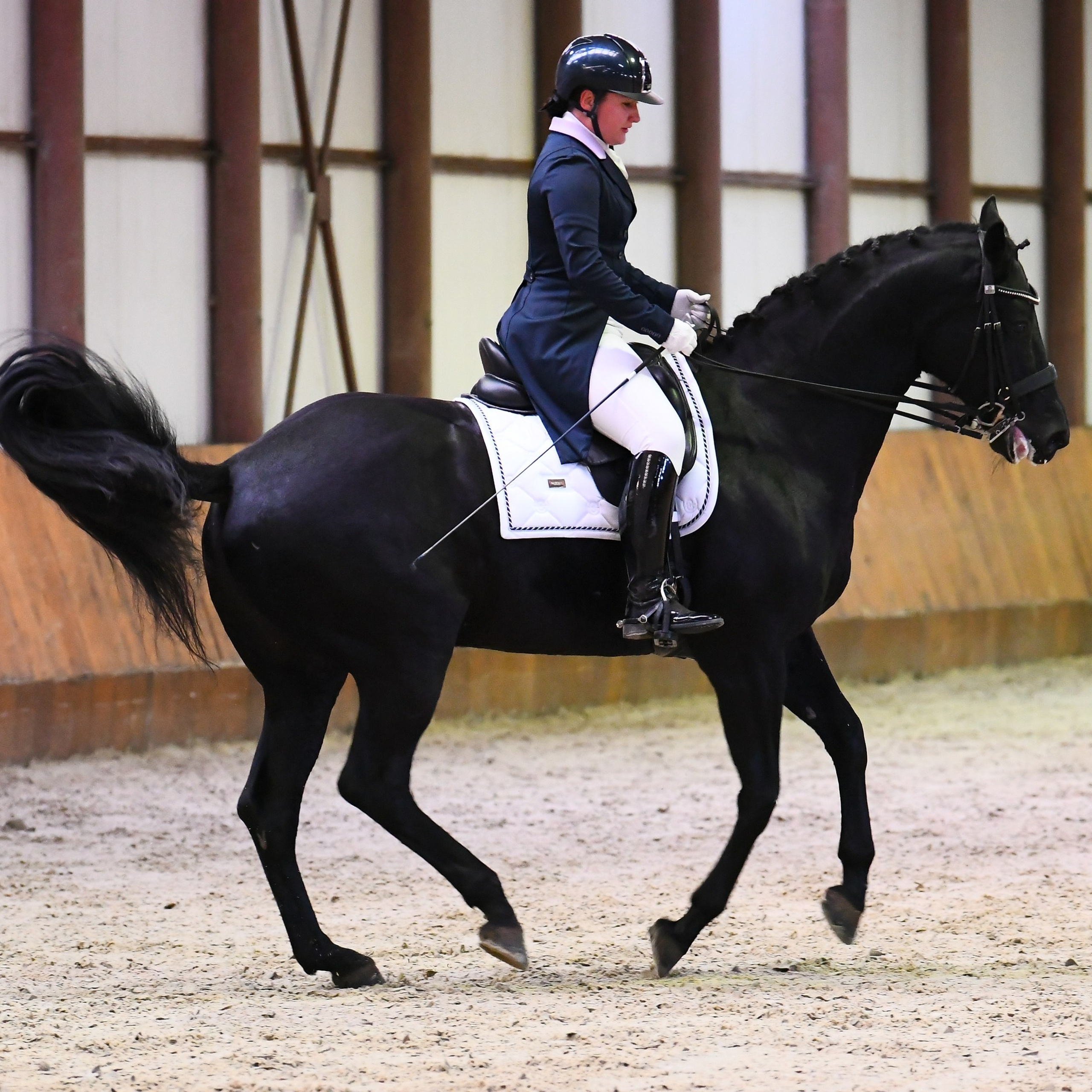 2024.11.10 — Соревнования по выездке на призы КСК «Престиж» (10-11-2024)