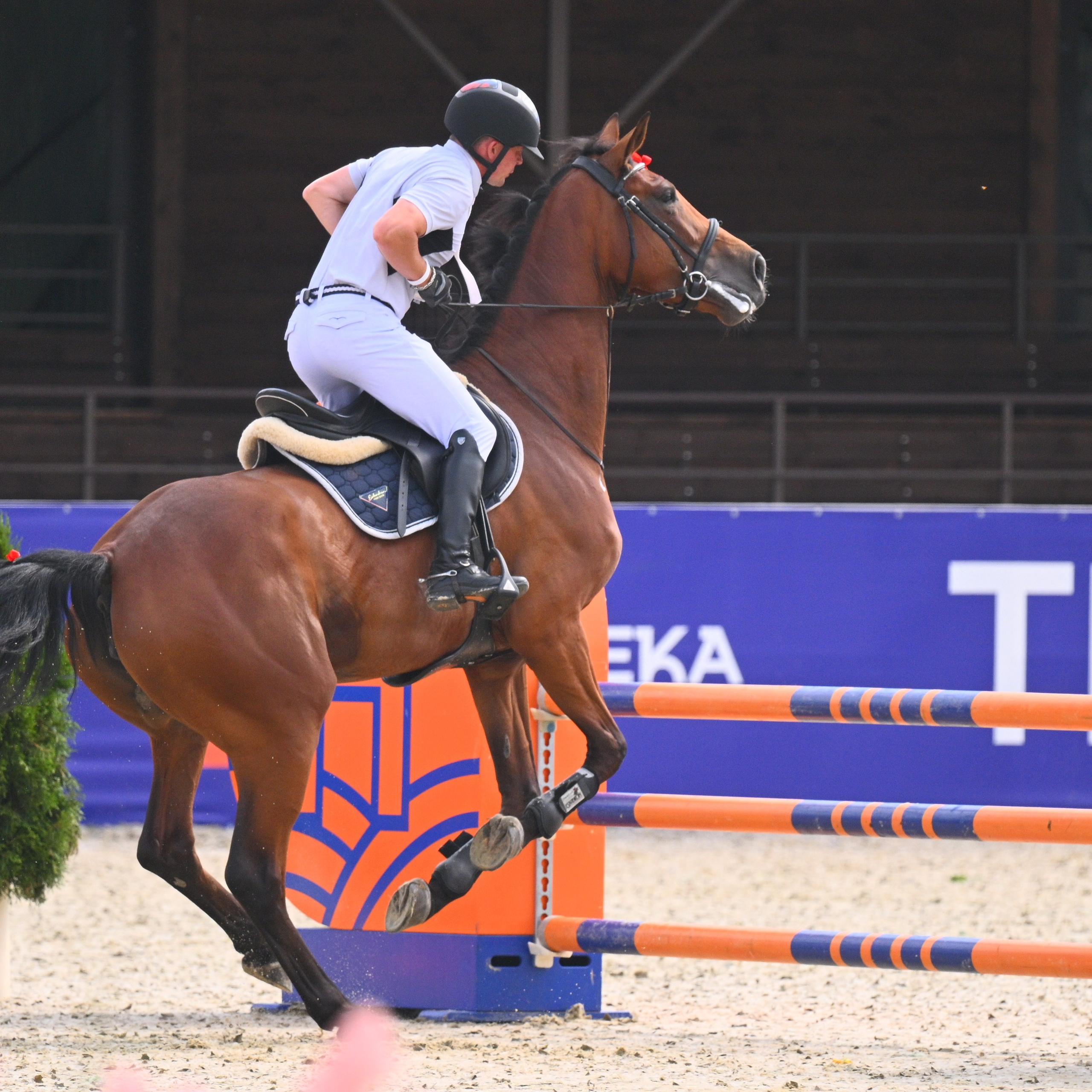 01-03 авг 2025 — Большое поле. HORSEKA Тур. Молодые Лошади и Общий зачет (1)