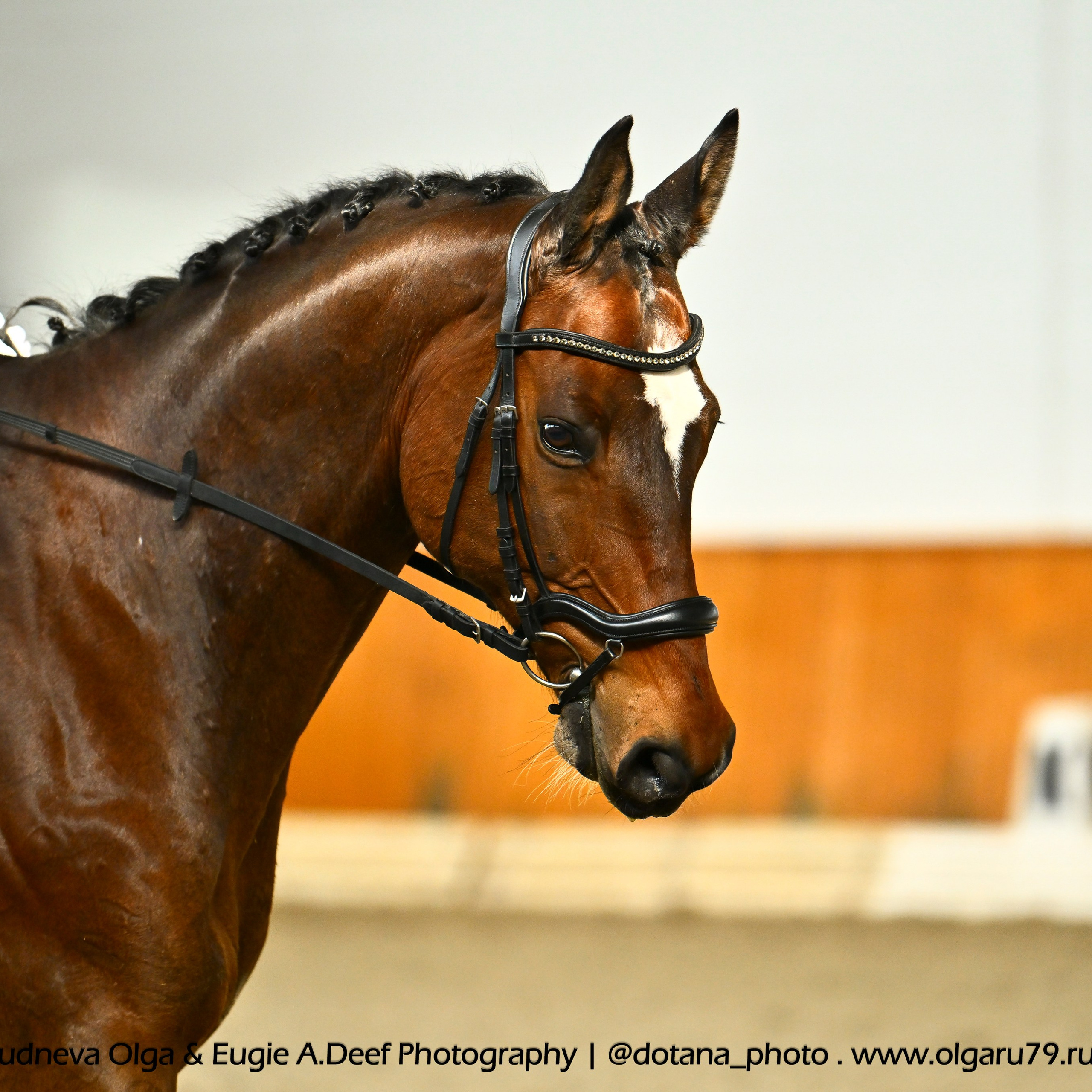 ТУРНИРНАЯ КОННАЯ ФОТОГРАФИЯ, Руднева Ольга и Евгений Адеев