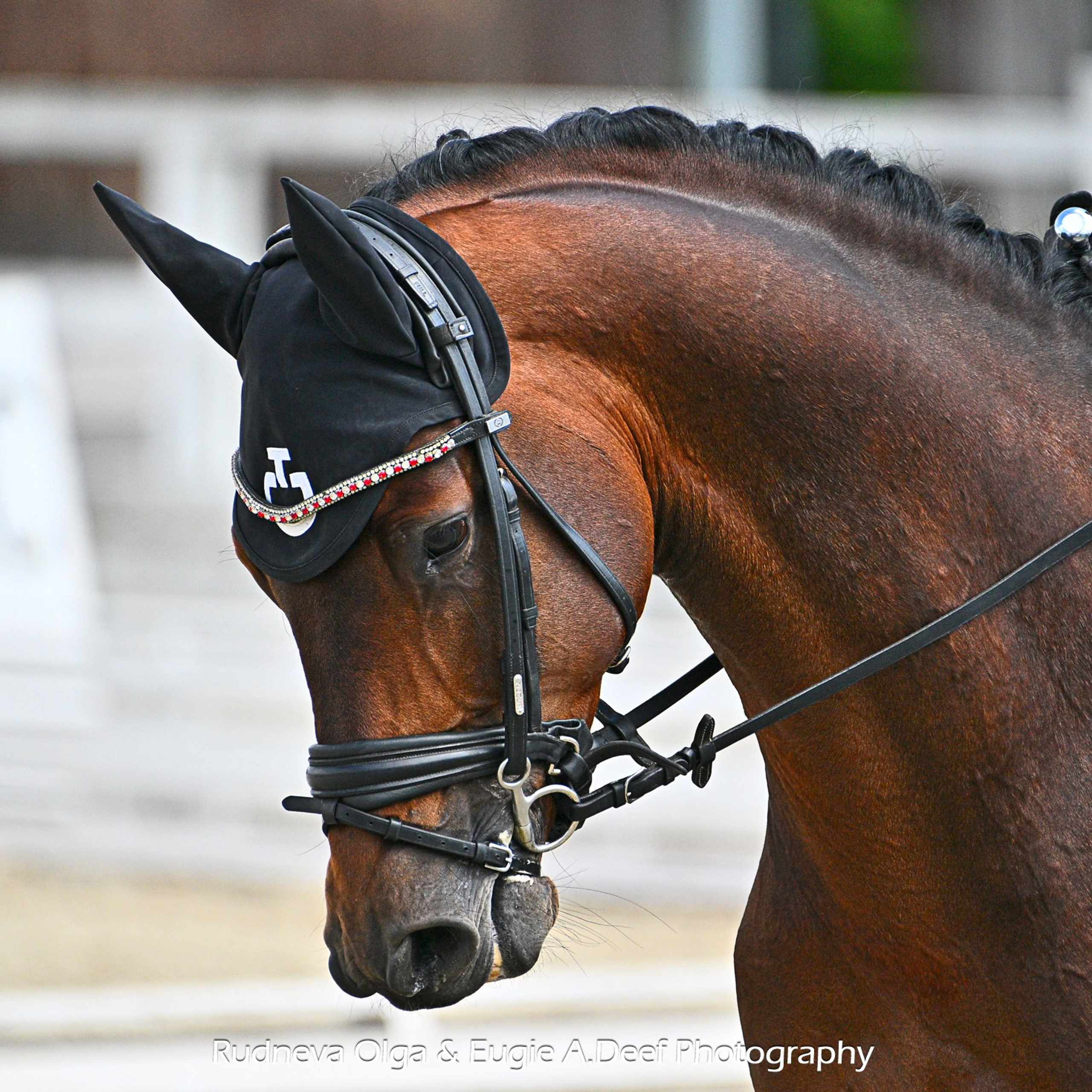 2025.05.24_КСК «ОТРАДА"_ КУБОК КСК «ОТРАДА» по выездке