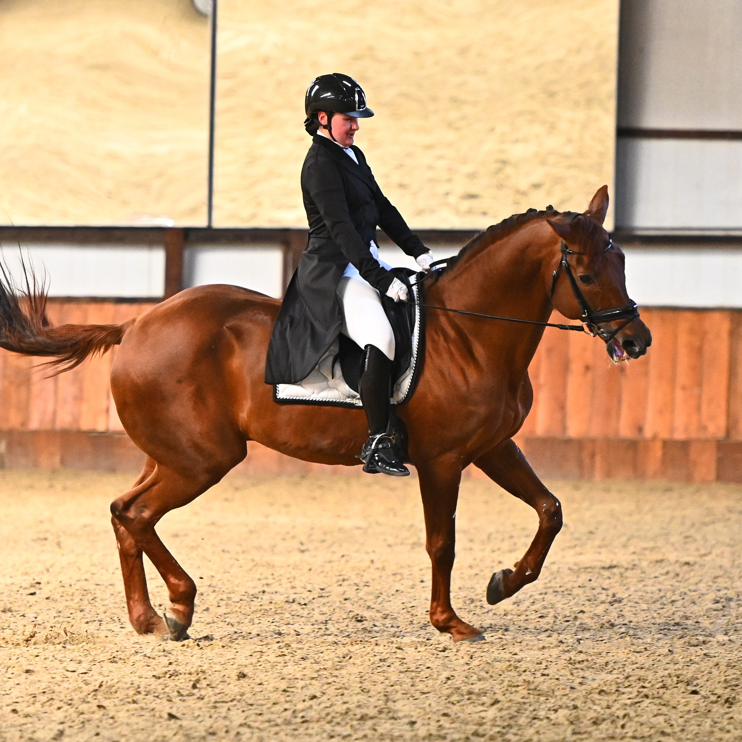 2025.03.23 — Кубок КСК «Престиж» по выездке в помещении