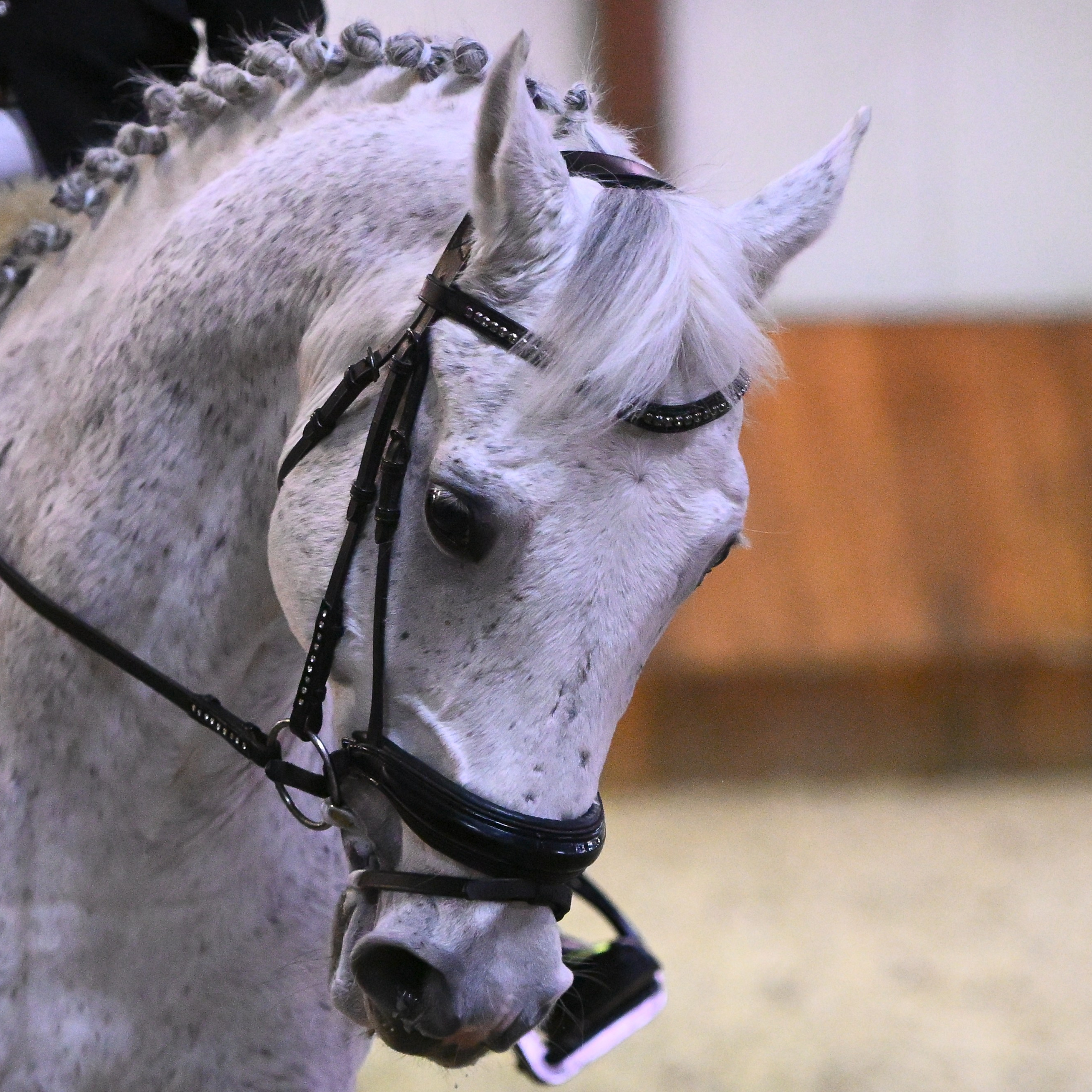 2025.12.14-КСК Престиж — выездка. ТУРНИРНАЯ КОННАЯ ФОТОГРАФИЯ, Руднева Ольга и Евгений Адеев