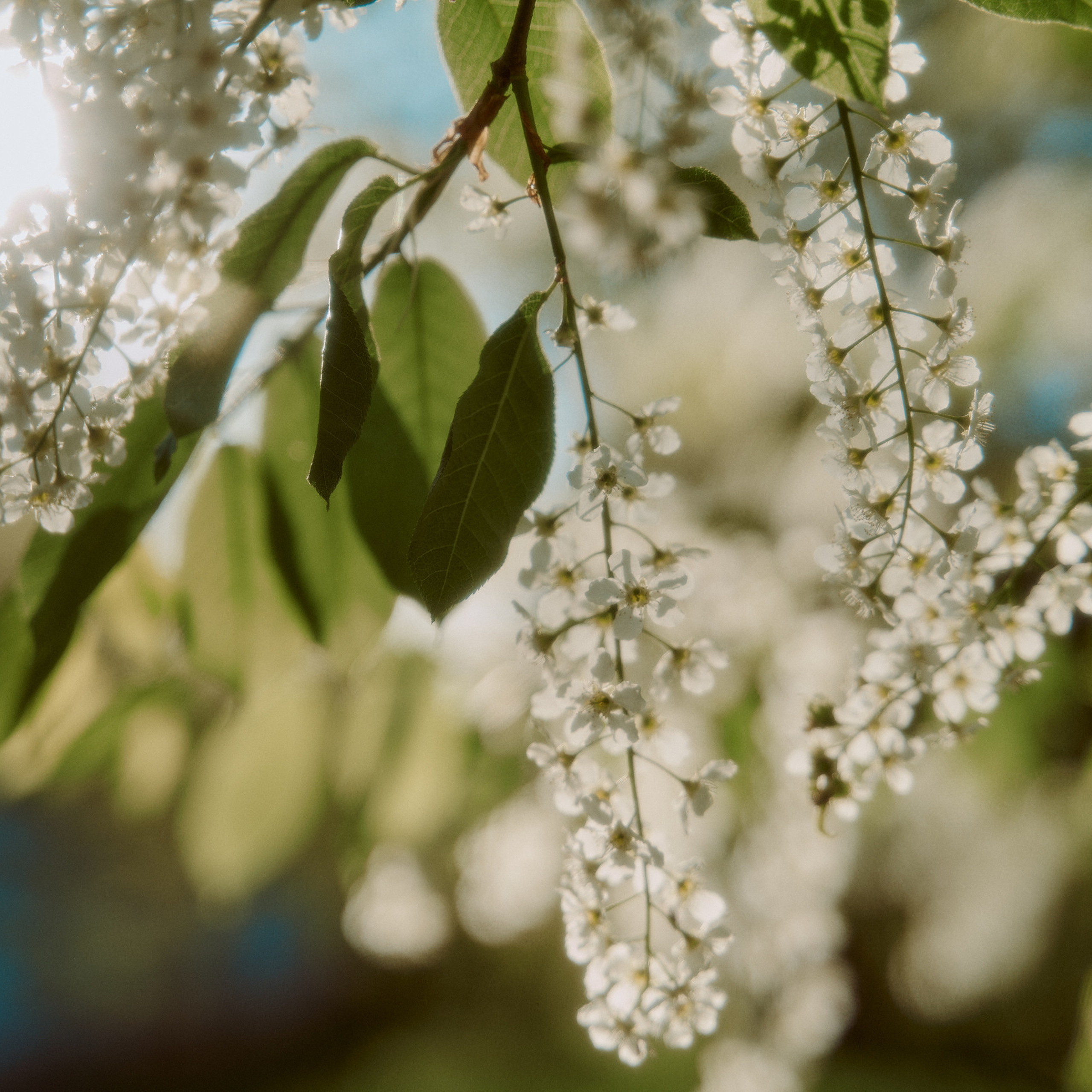 Отзывы. Фото и видеосъемка. Легко и круто. Алехины Анна и Сергей
