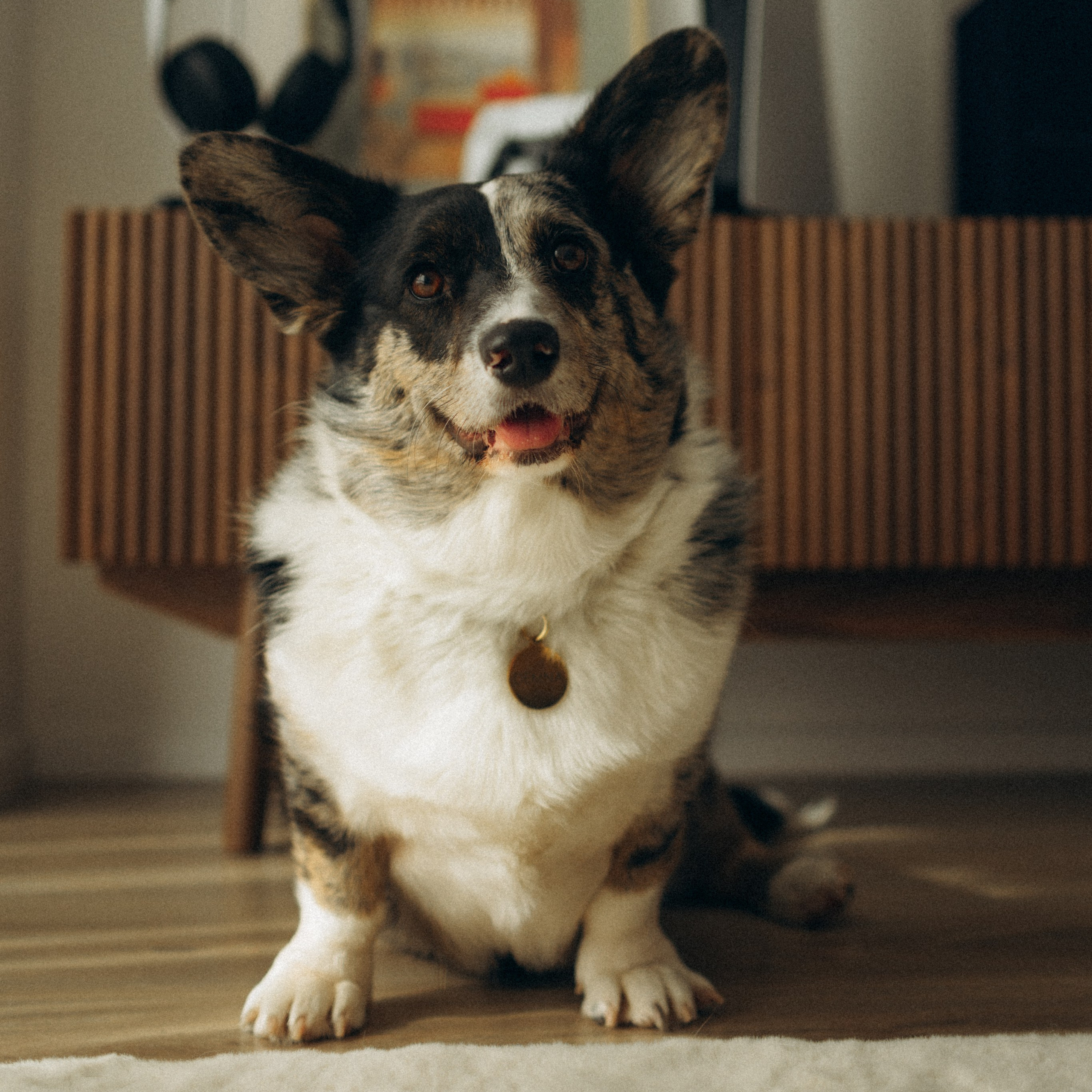 Бэлла, Деми и Луна