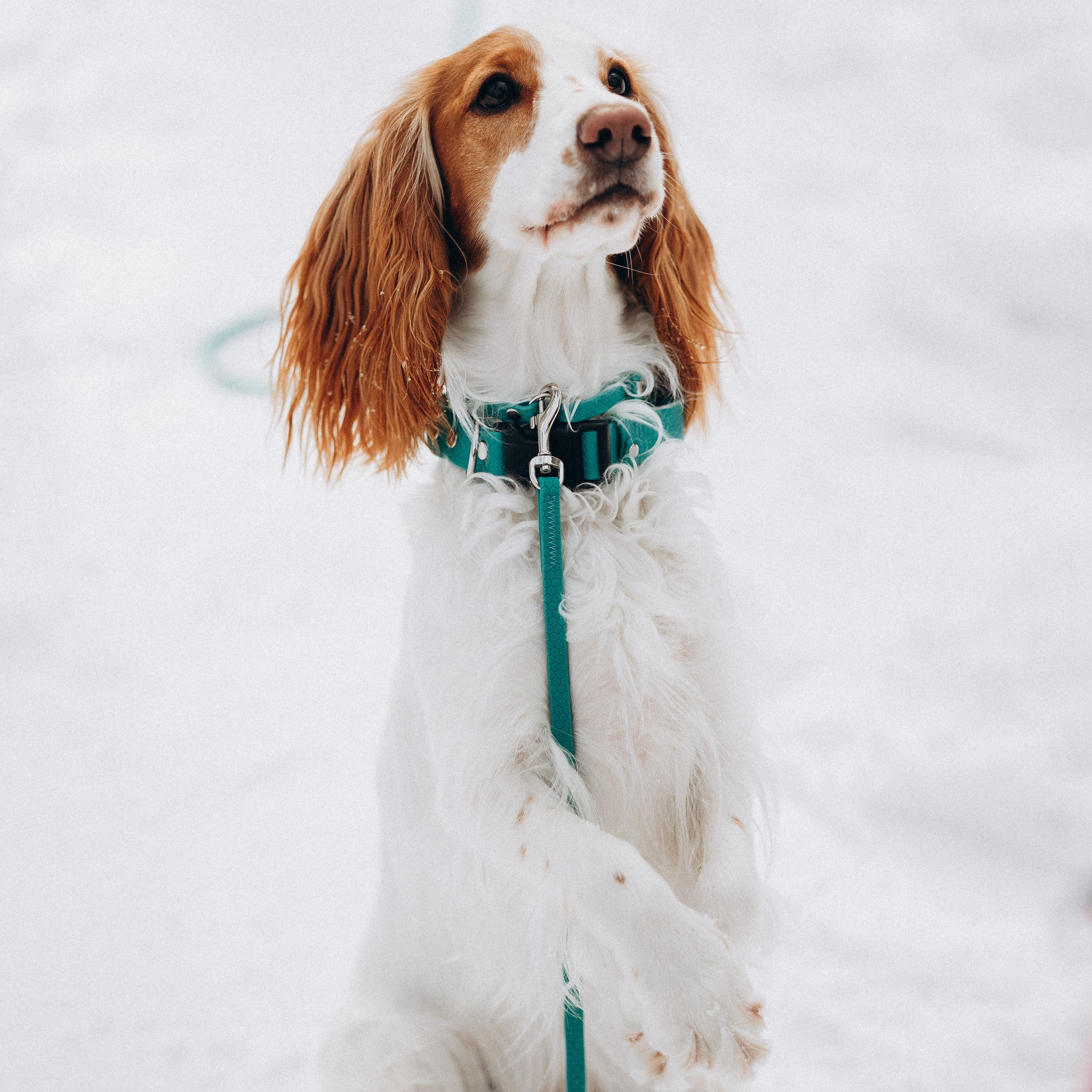 Амуниция «Бобик» 2