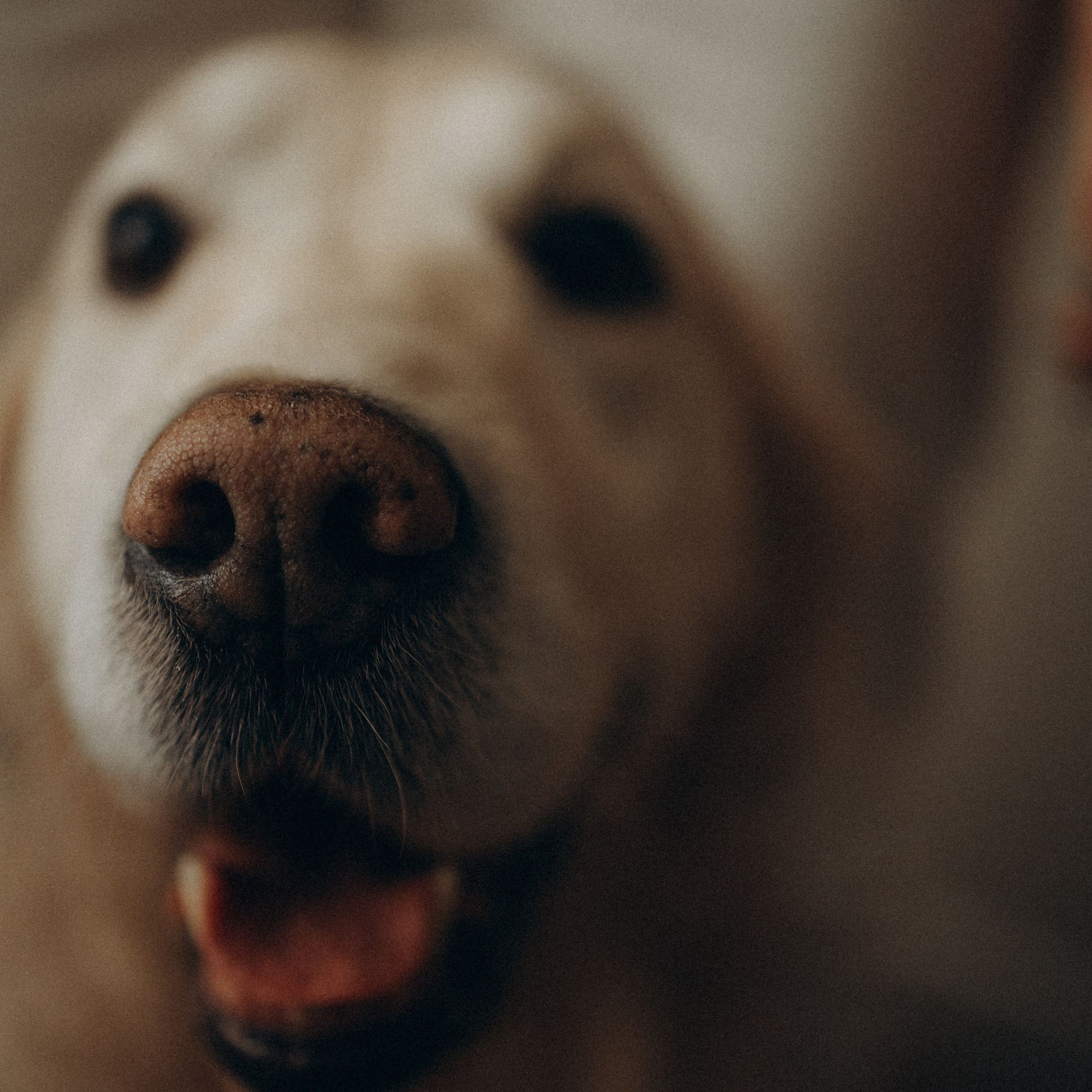 Настя, Арчи и Айрис