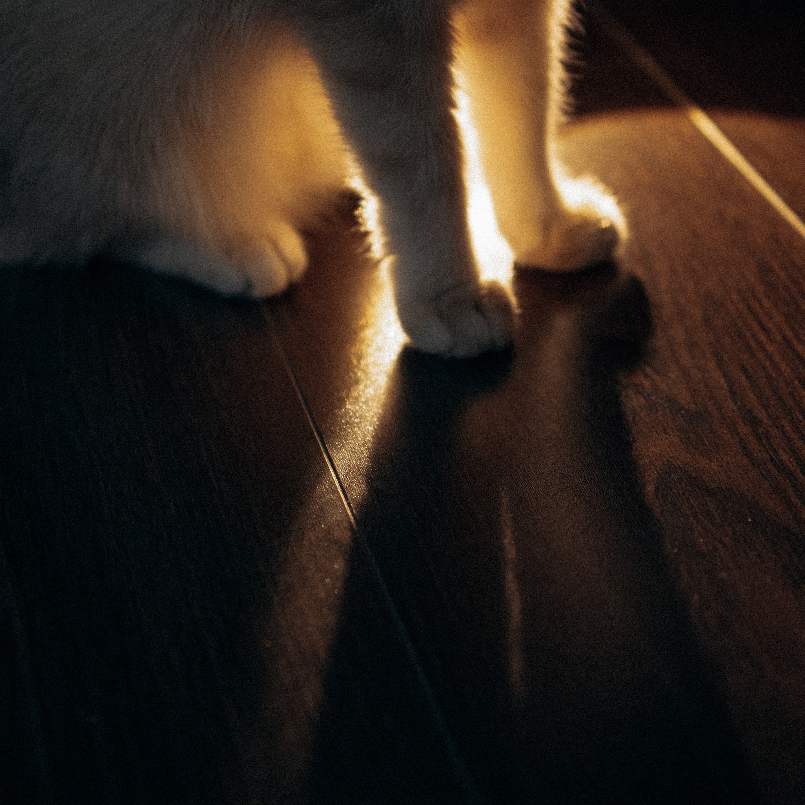 Илья, Люба и котики