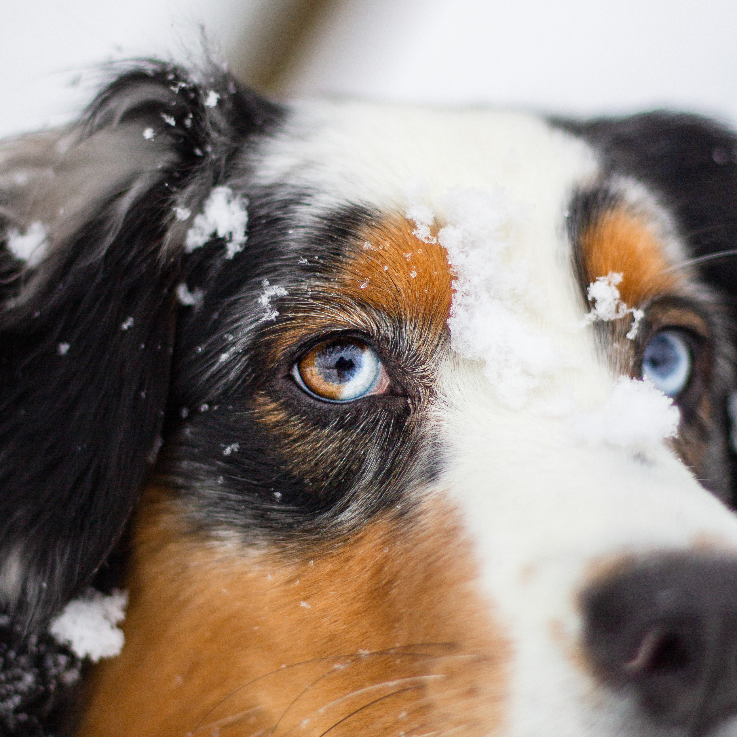 Отзывы. Фотораф — анималист Мария Шистка