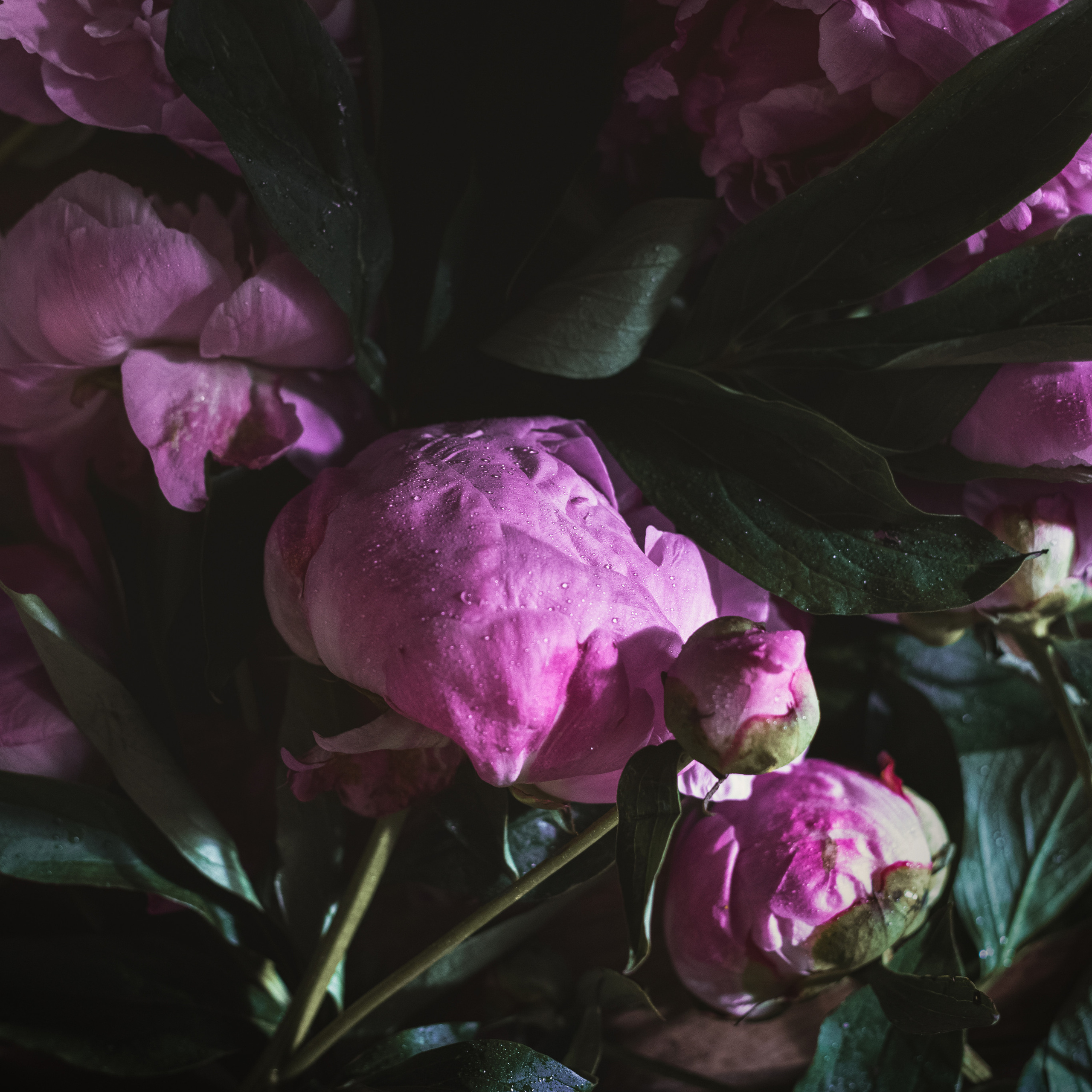 Натюрморты