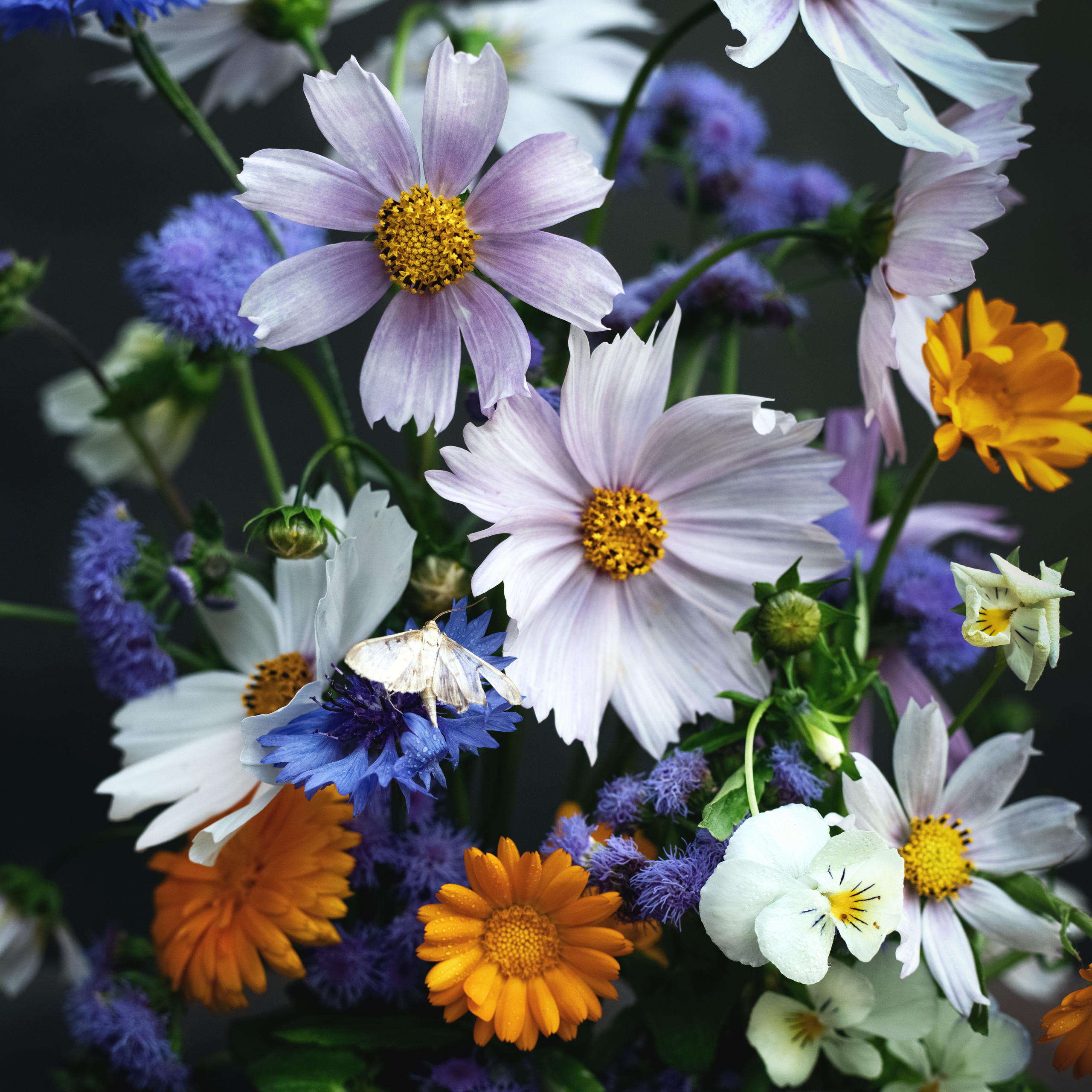 Натюрморты