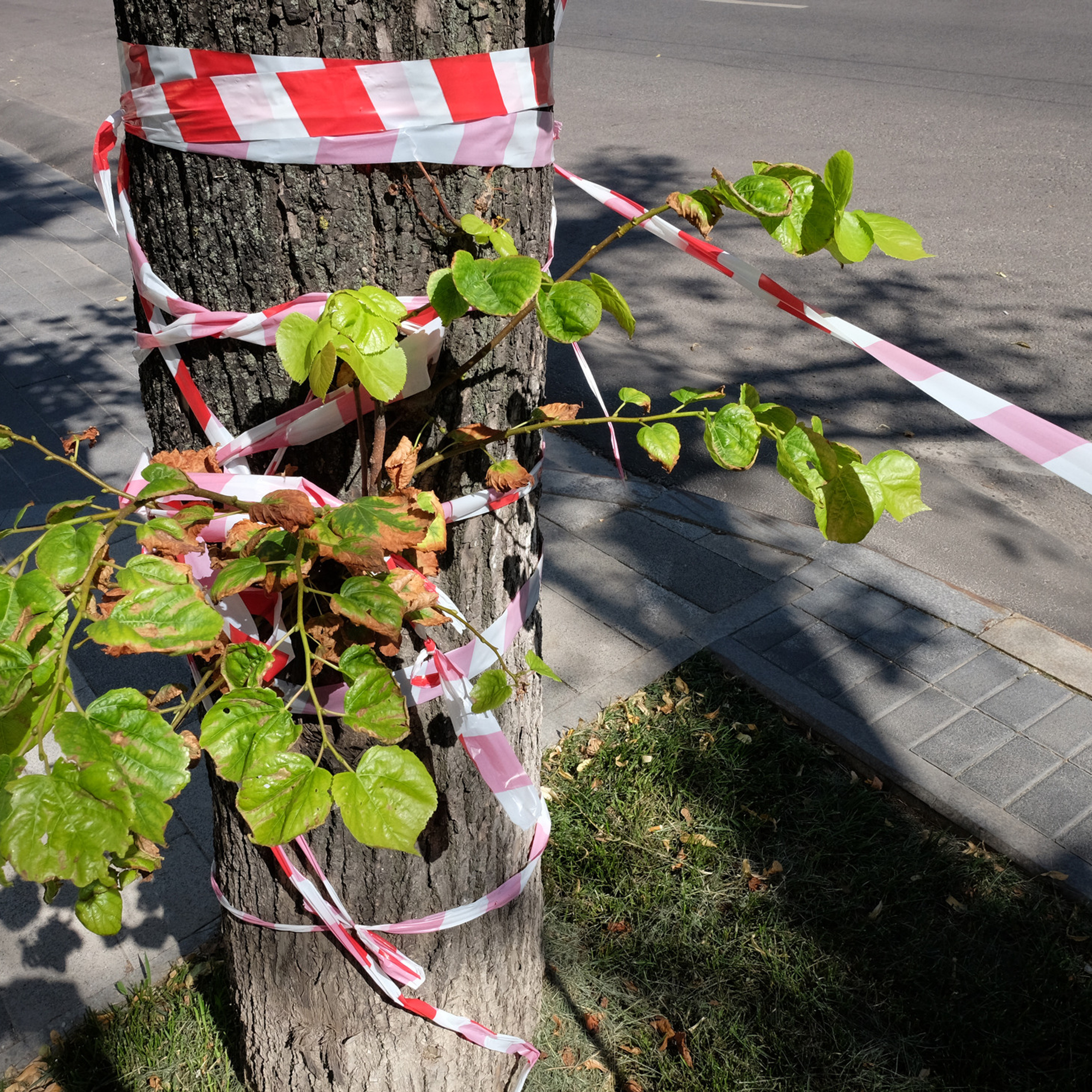 Трансформация. «ФотоСинтез»