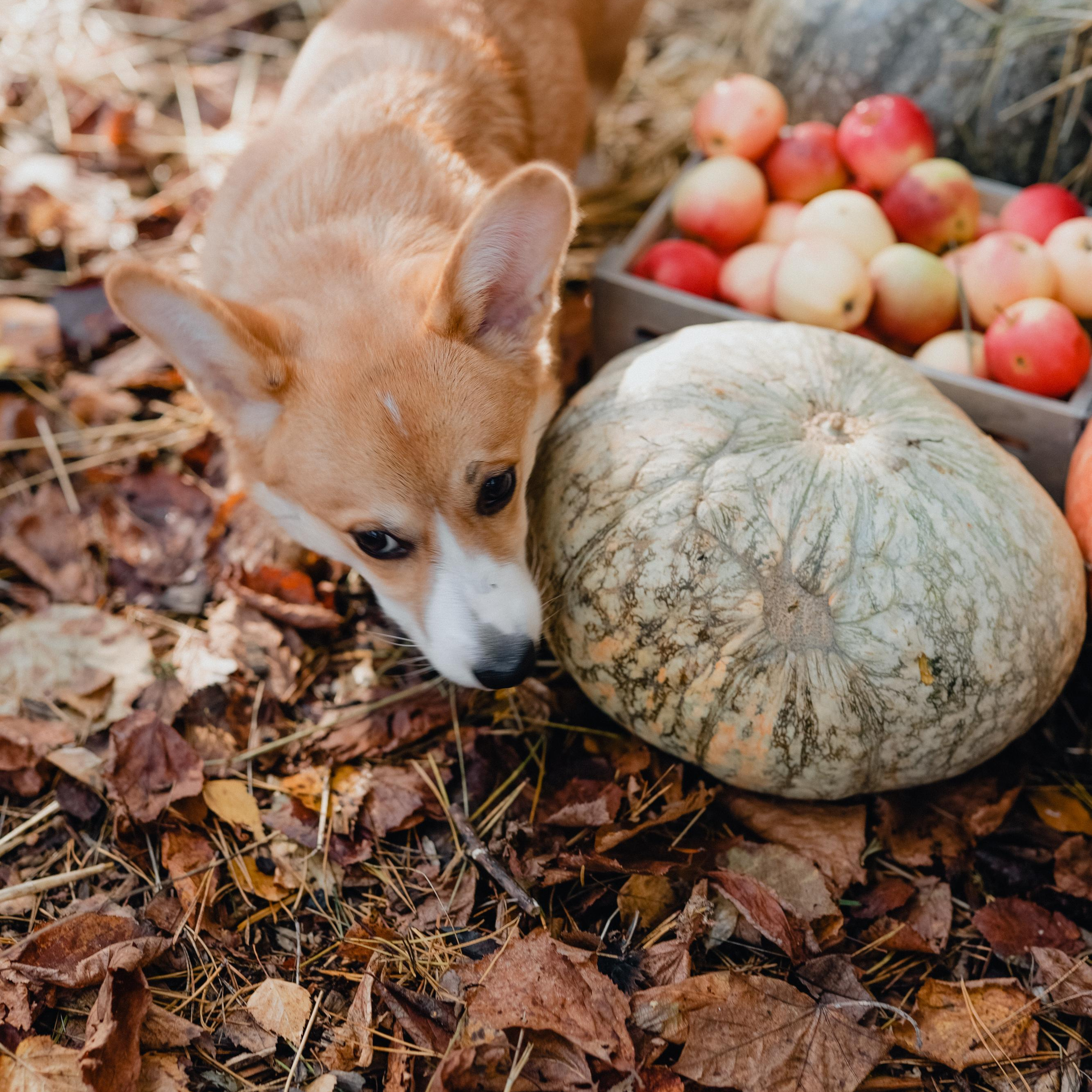 Отзывы. Варвара Синицына: семейный фотограф в Москве