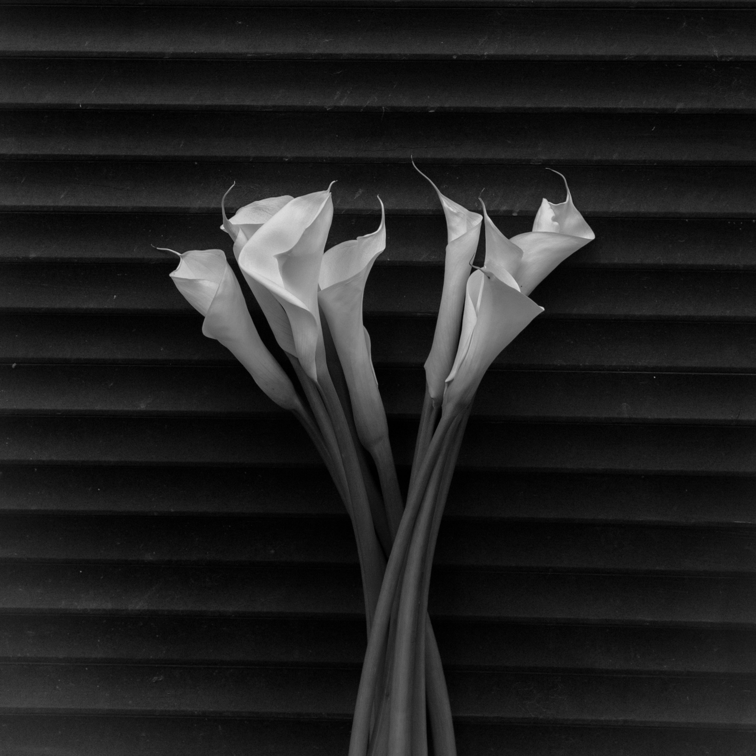 Отзывы. Фотограф Москва|Комиссарова Наталья