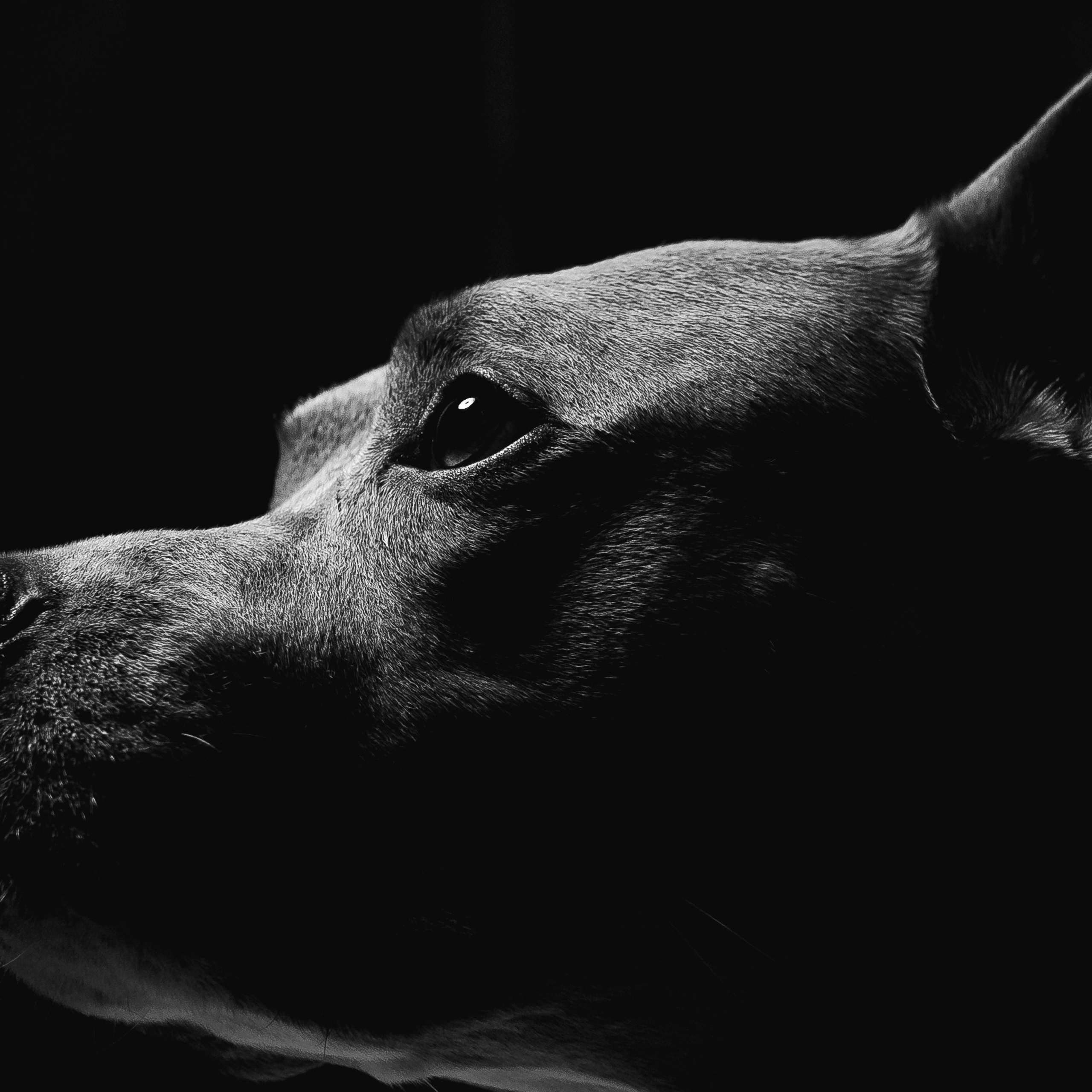 Животные альбом. Фотограф Каримов Виктор