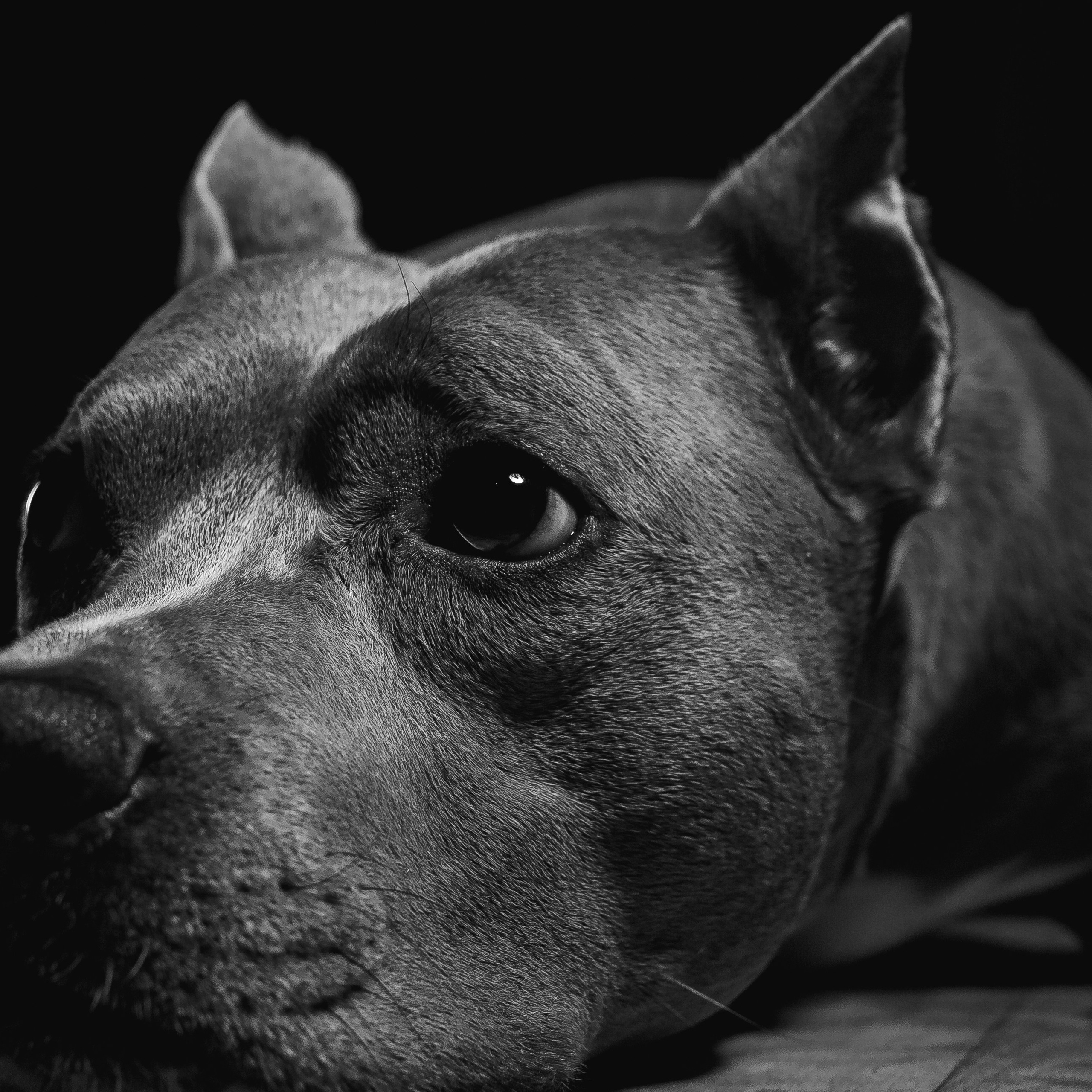 Животные альбом. Фотограф Каримов Виктор