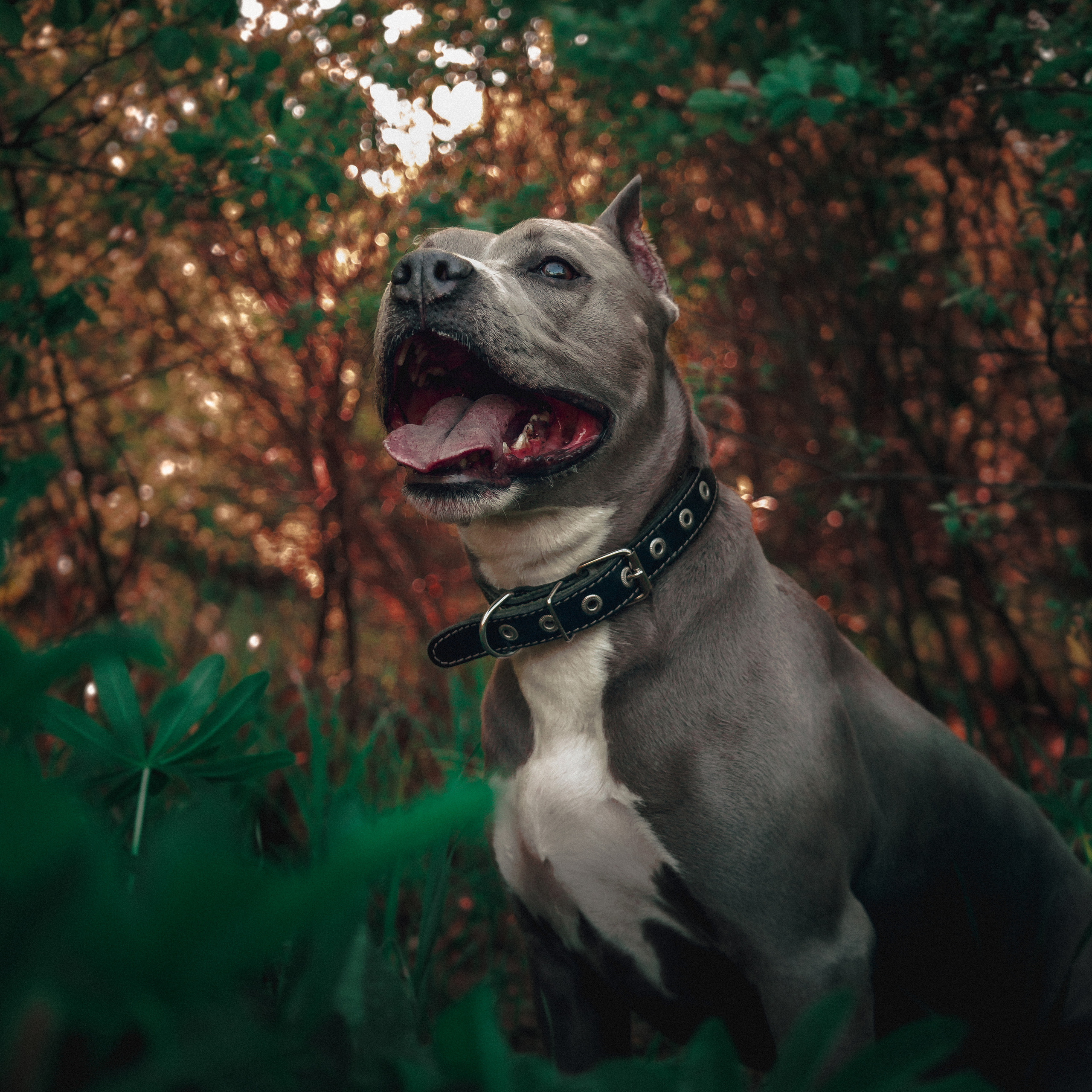 Животные альбом. Фотограф Каримов Виктор