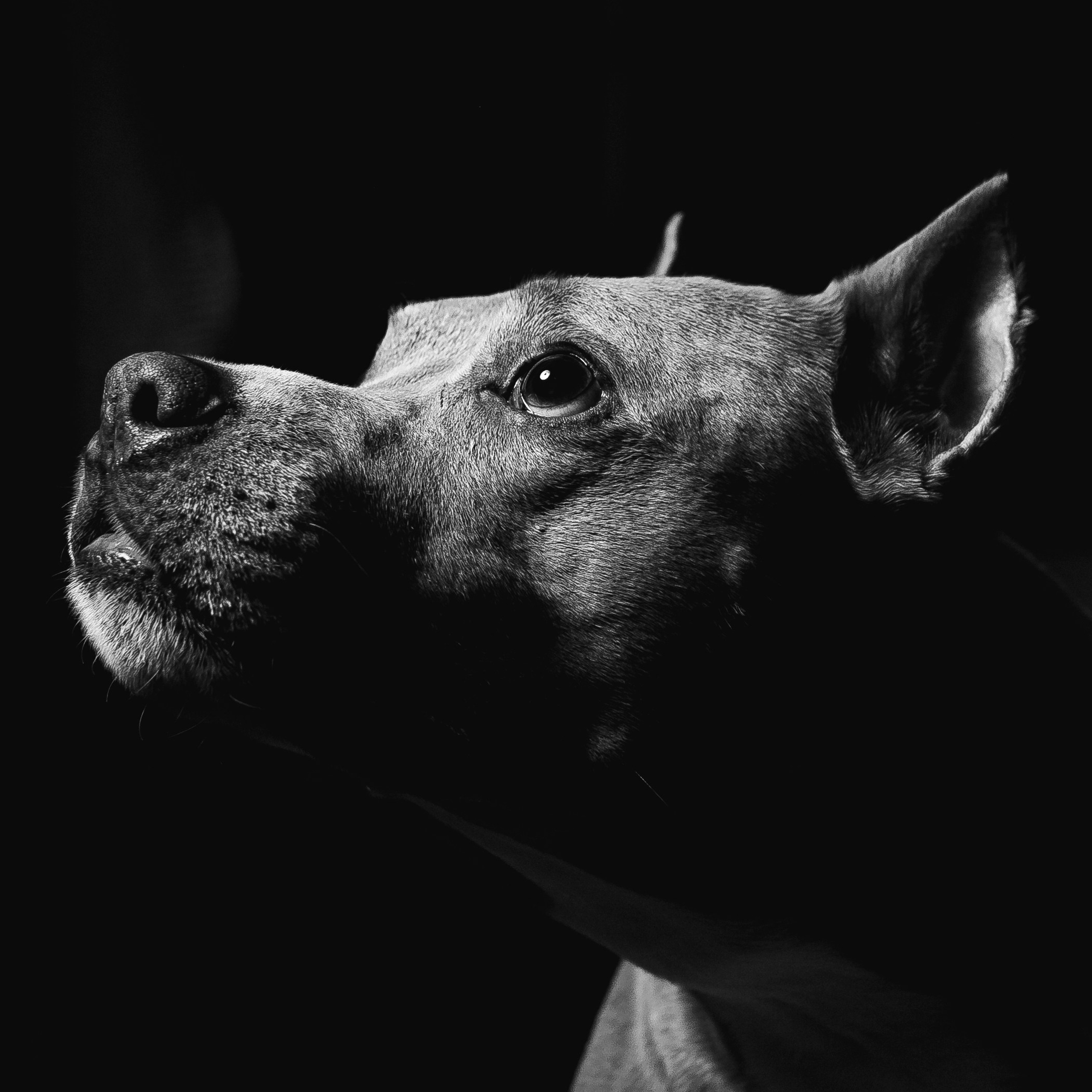 Животные альбом. Фотограф Каримов Виктор