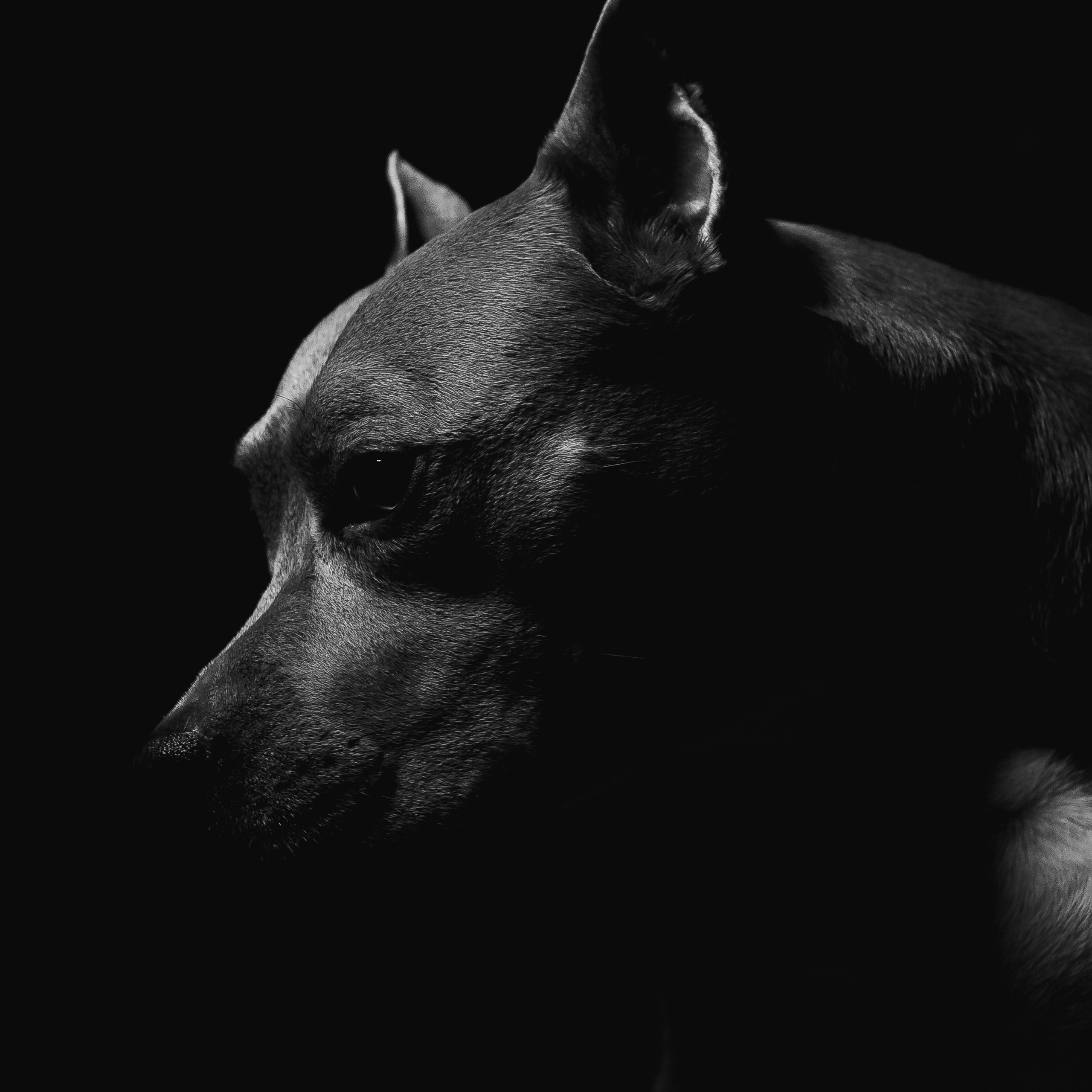 Животные альбом. Фотограф Каримов Виктор