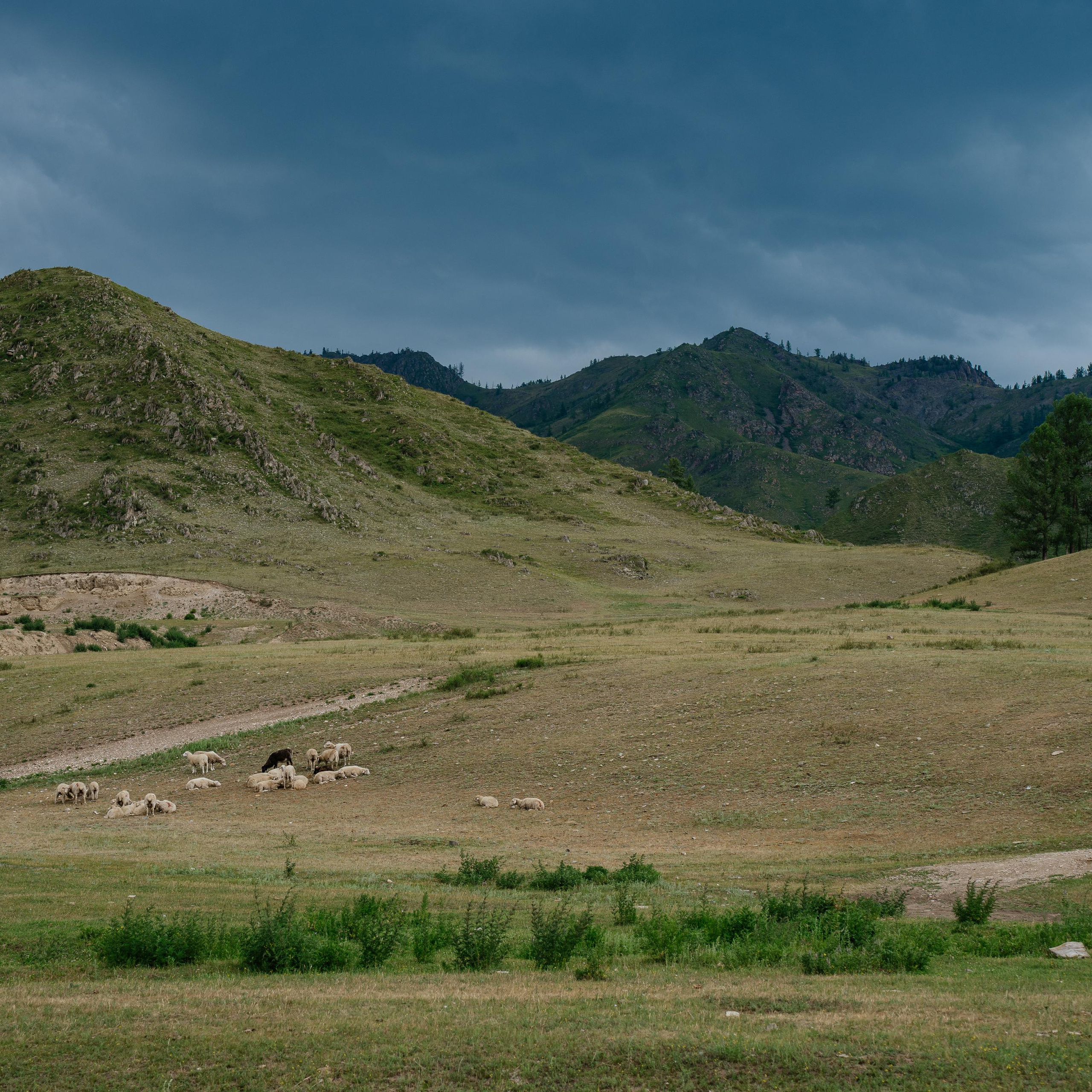 Отзывы о работе фотографа. Свадебный и семейный фотограф в Красноярске Наталья Дроздова