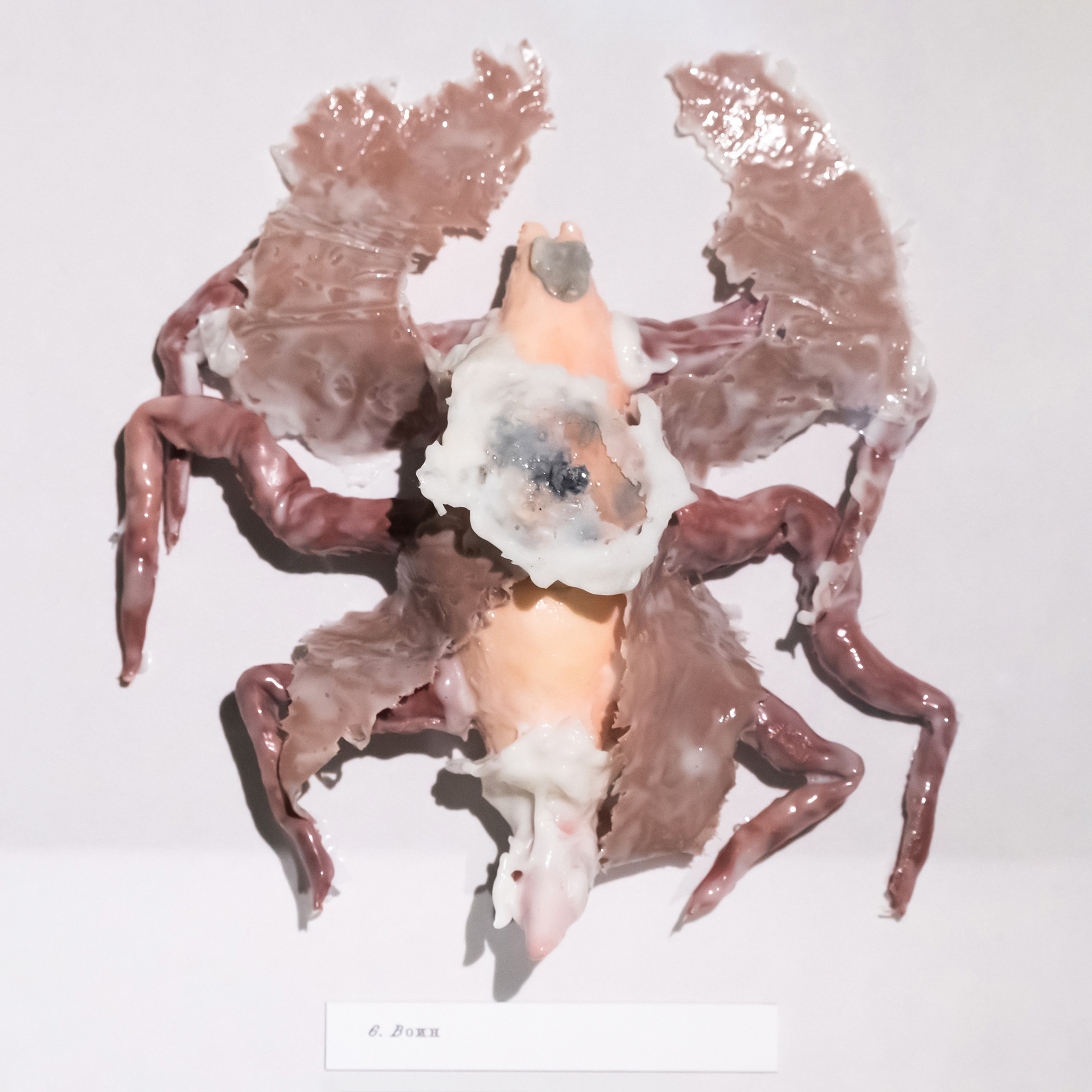 “Exopathos semidea\ Polubozhki Glazastie”, 2021. Ksenia Markelova, multidisciplinary artist, Yekaterinburg