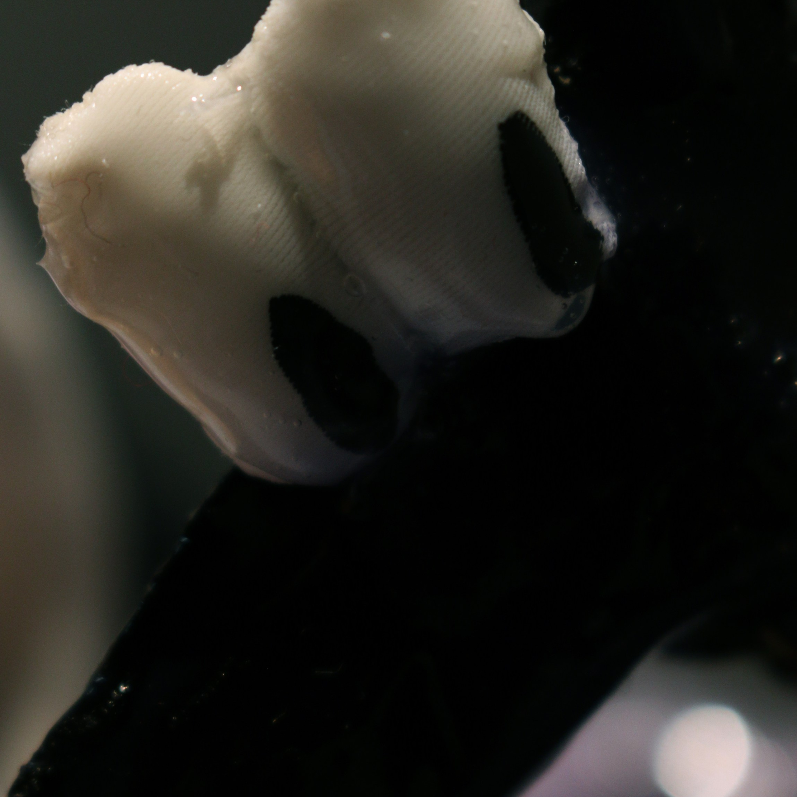 “The Worm and the Swan”, 2024. Ksenia Markelova, multidisciplinary artist, Yekaterinburg