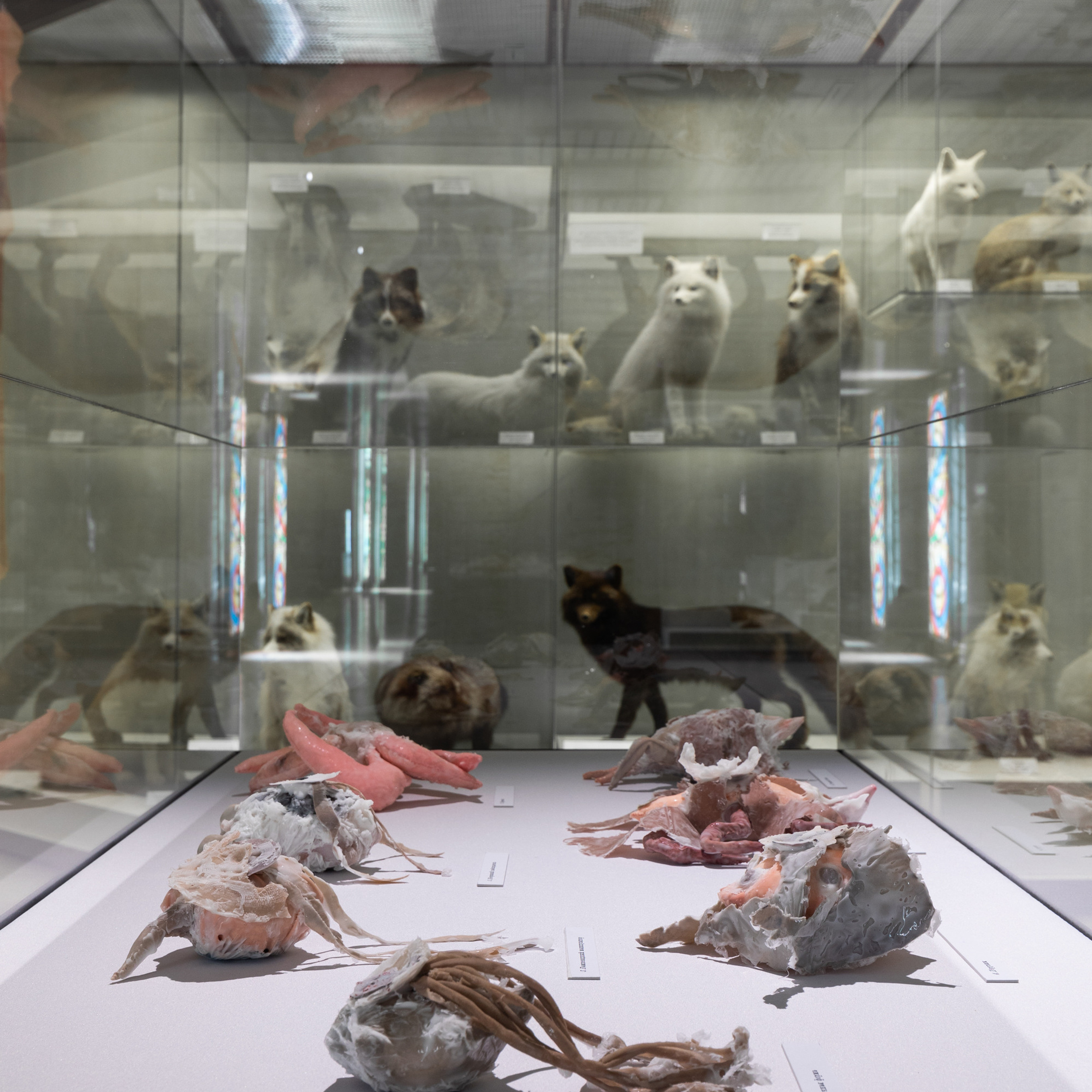 “Exopathos semidea\ Polubozhki Glazastie”, 2021. Ksenia Markelova, multidisciplinary artist, Yekaterinburg