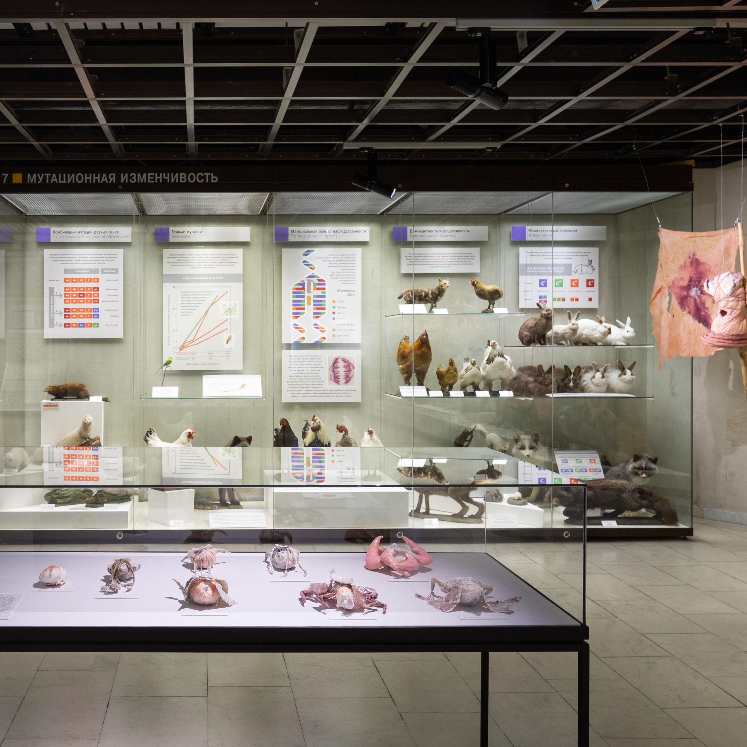 “Exopathos semidea\ Polubozhki Glazastie”, 2021. Ksenia Markelova, multidisciplinary artist, Yekaterinburg