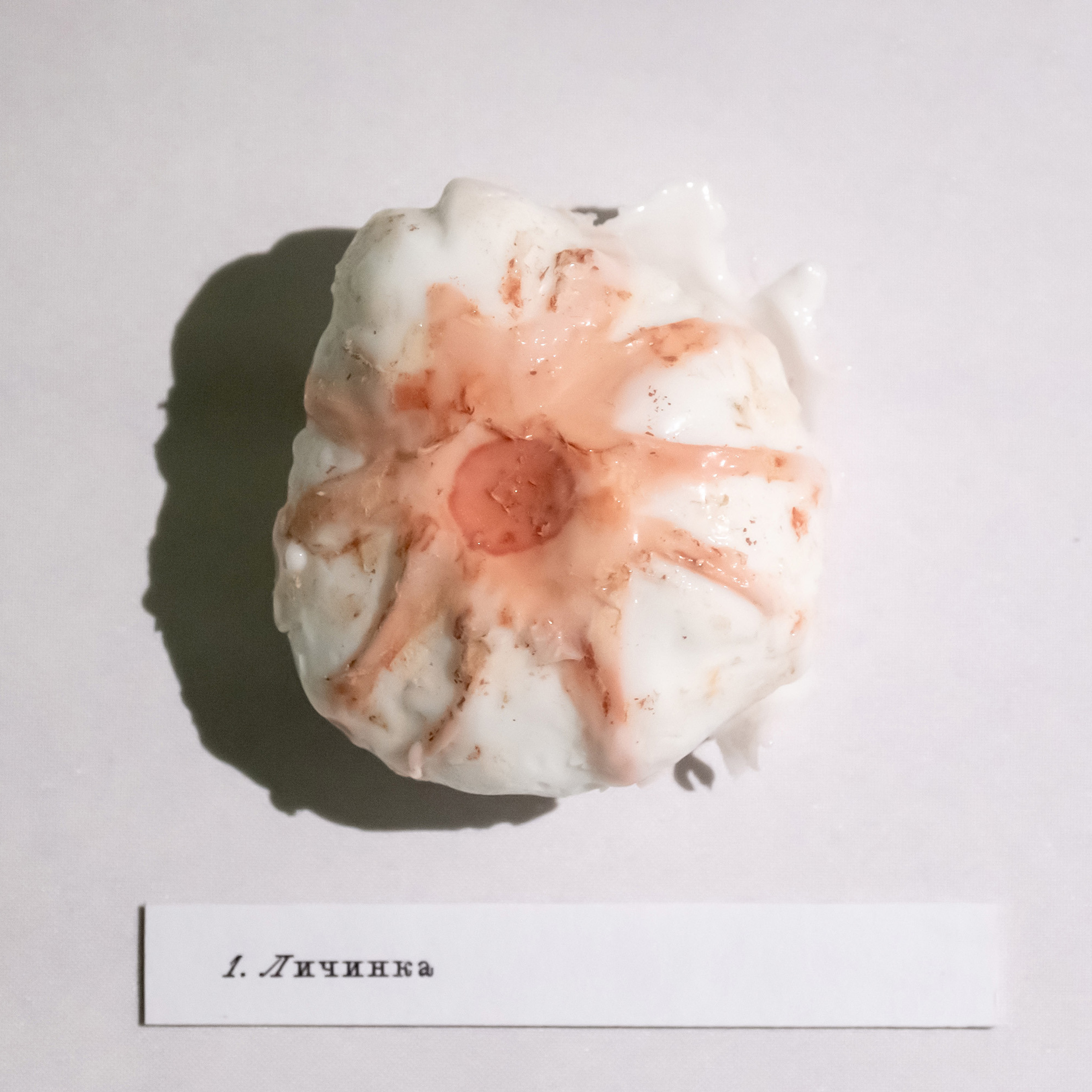 “Exopathos semidea\ Polubozhki Glazastie”, 2021. Ksenia Markelova, multidisciplinary artist, Yekaterinburg