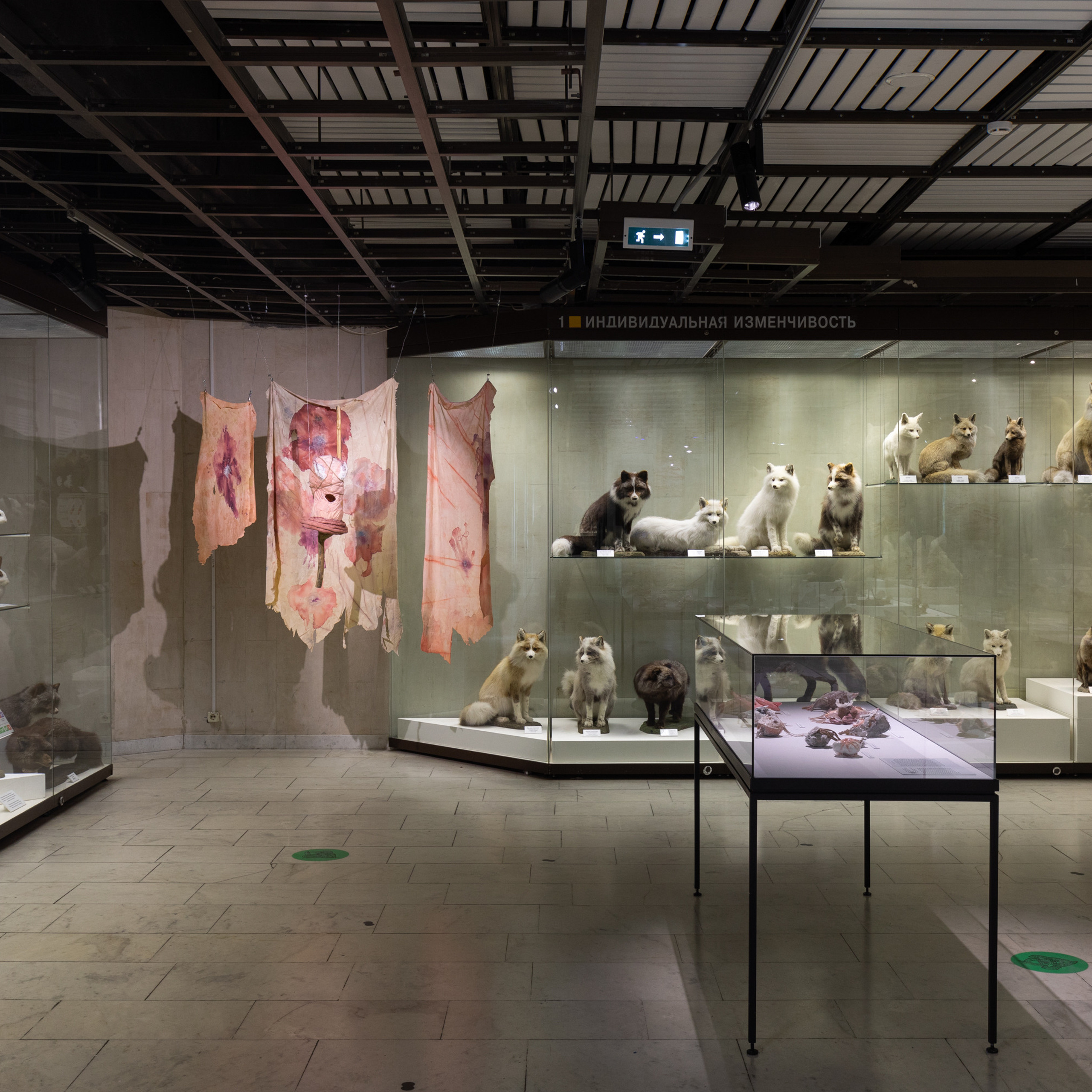 “Exopathos semidea\ Polubozhki Glazastie”, 2021. Ksenia Markelova, multidisciplinary artist, Yekaterinburg