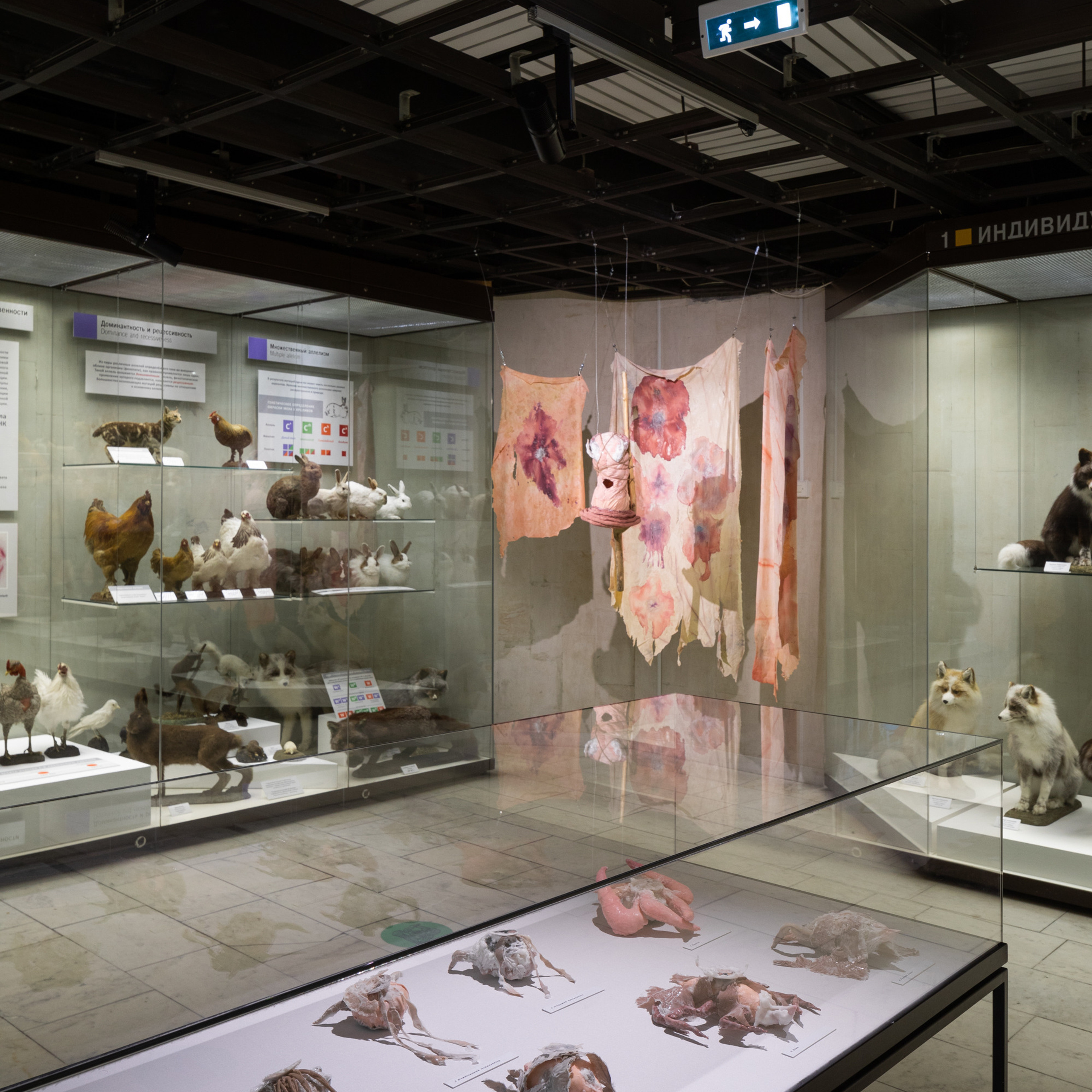 “Exopathos semidea\ Polubozhki Glazastie”, 2021. Ksenia Markelova, multidisciplinary artist, Yekaterinburg