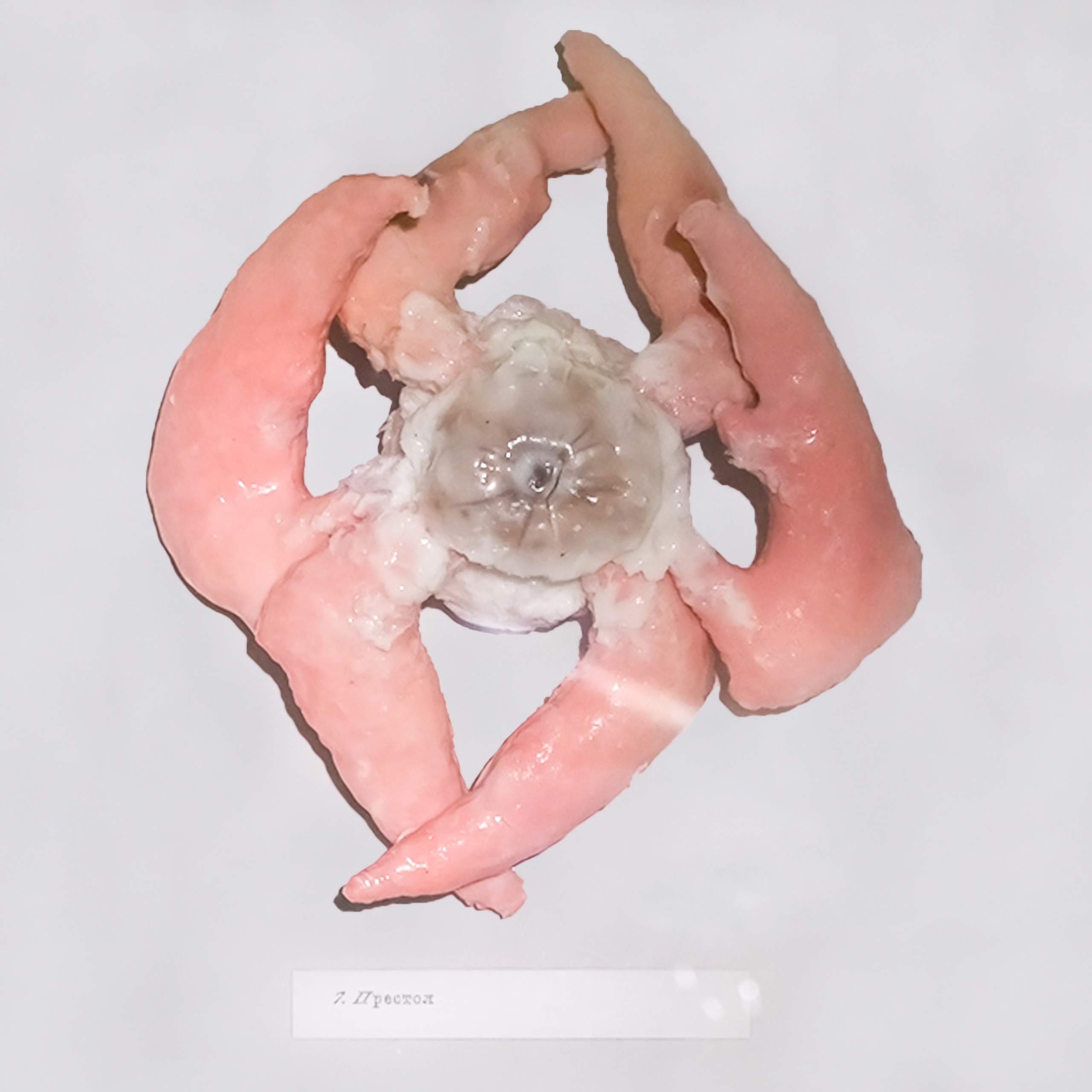 “Exopathos semidea\ Polubozhki Glazastie”, 2021. Ksenia Markelova, multidisciplinary artist, Yekaterinburg